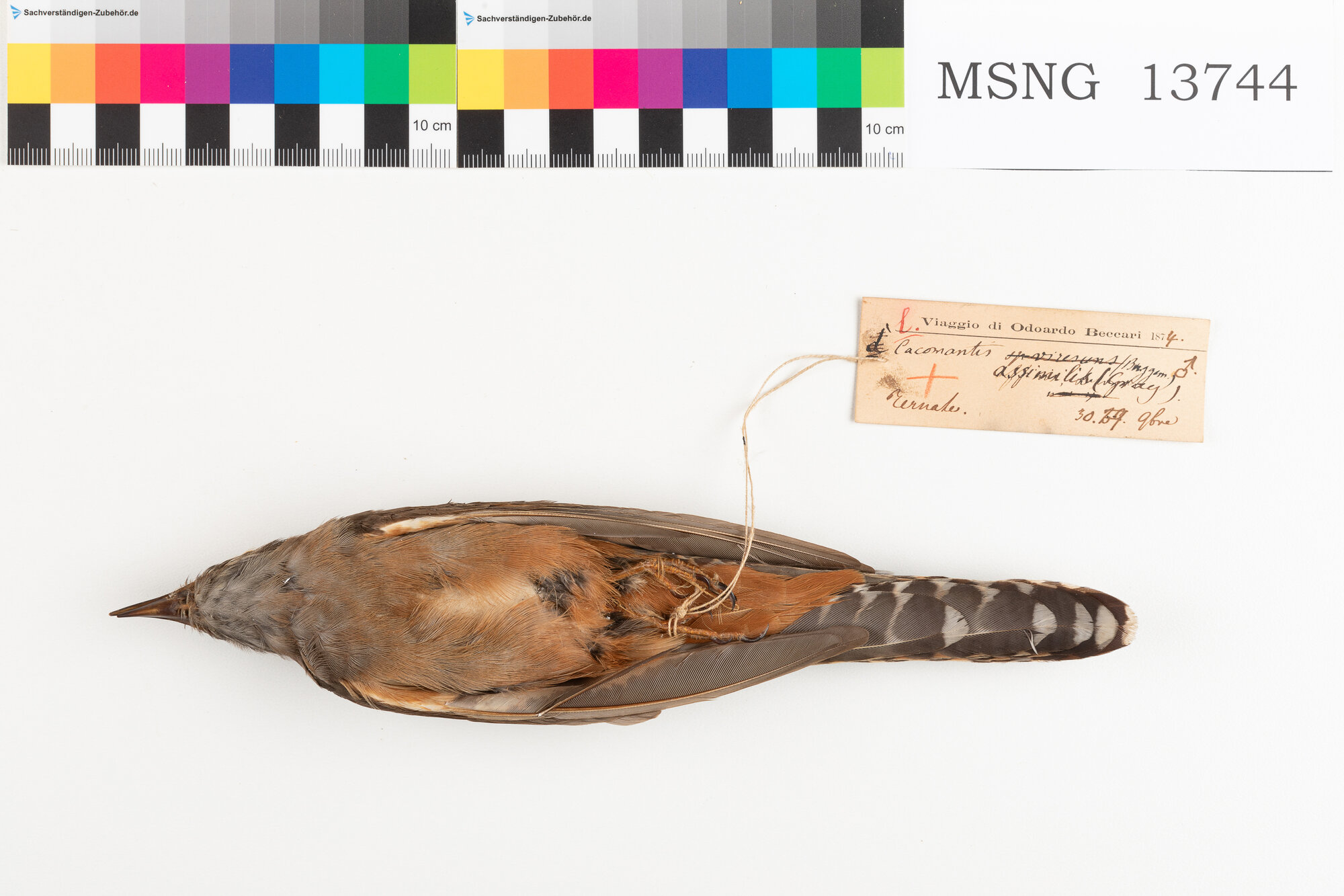 Cuculo di macchia (esemplare)