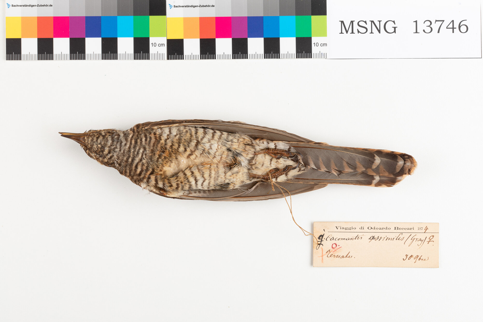 Cuculo di macchia (esemplare)