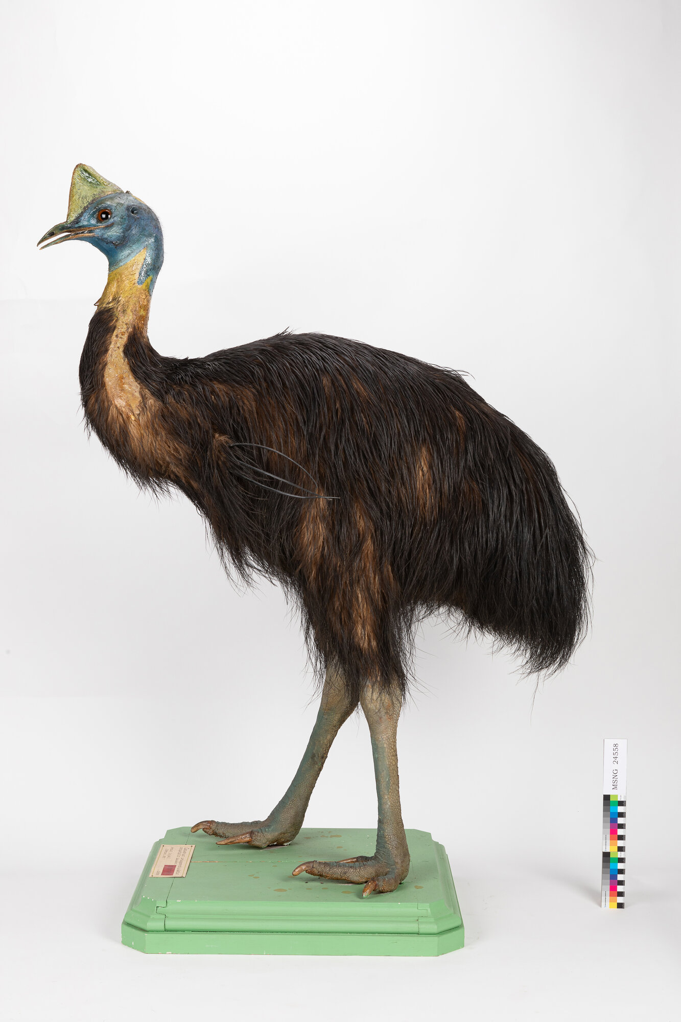 Casuario unicaruncolato (esemplare)