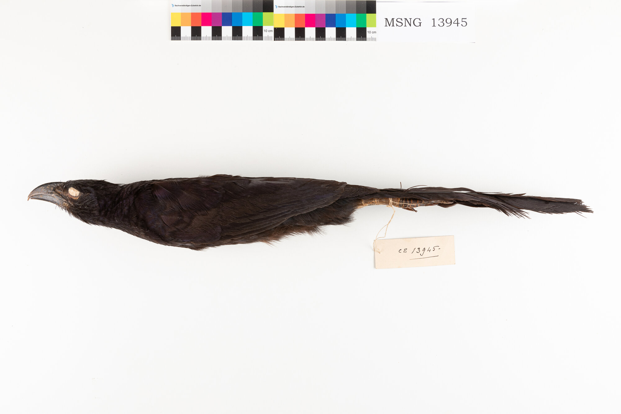 Cuculo fagiano di Biak (esemplare)