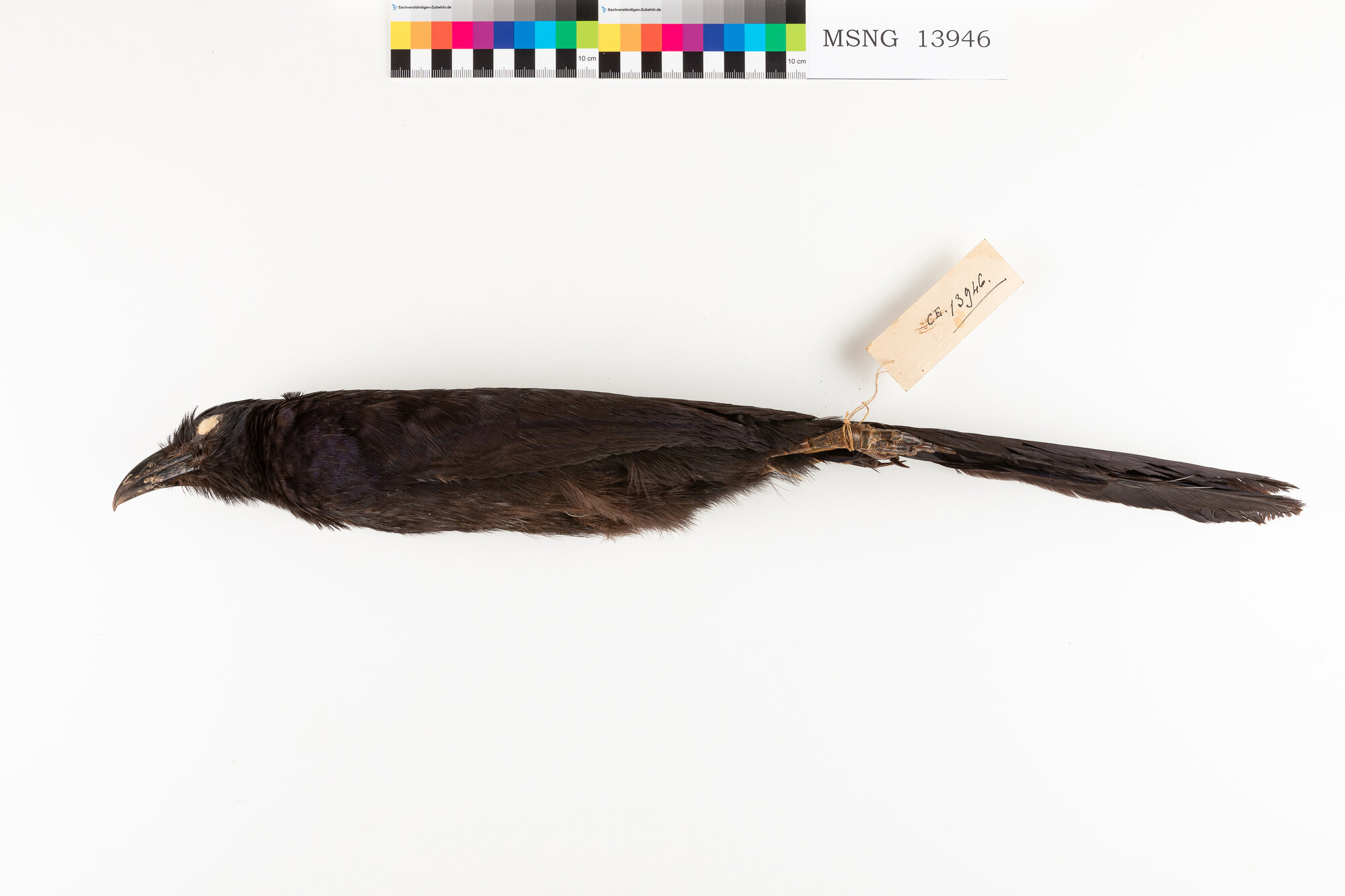 Cuculo fagiano di Biak (esemplare)