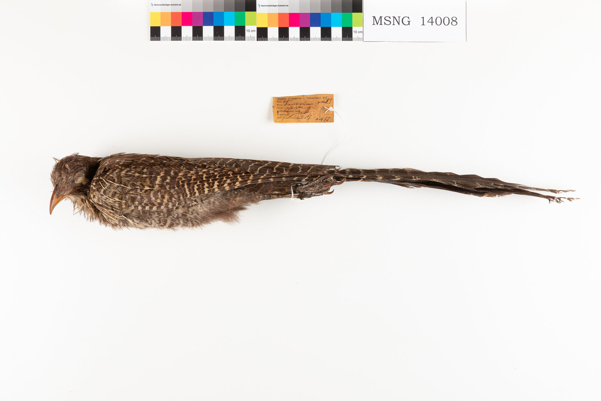 Cuculo fagiano comune (esemplare)