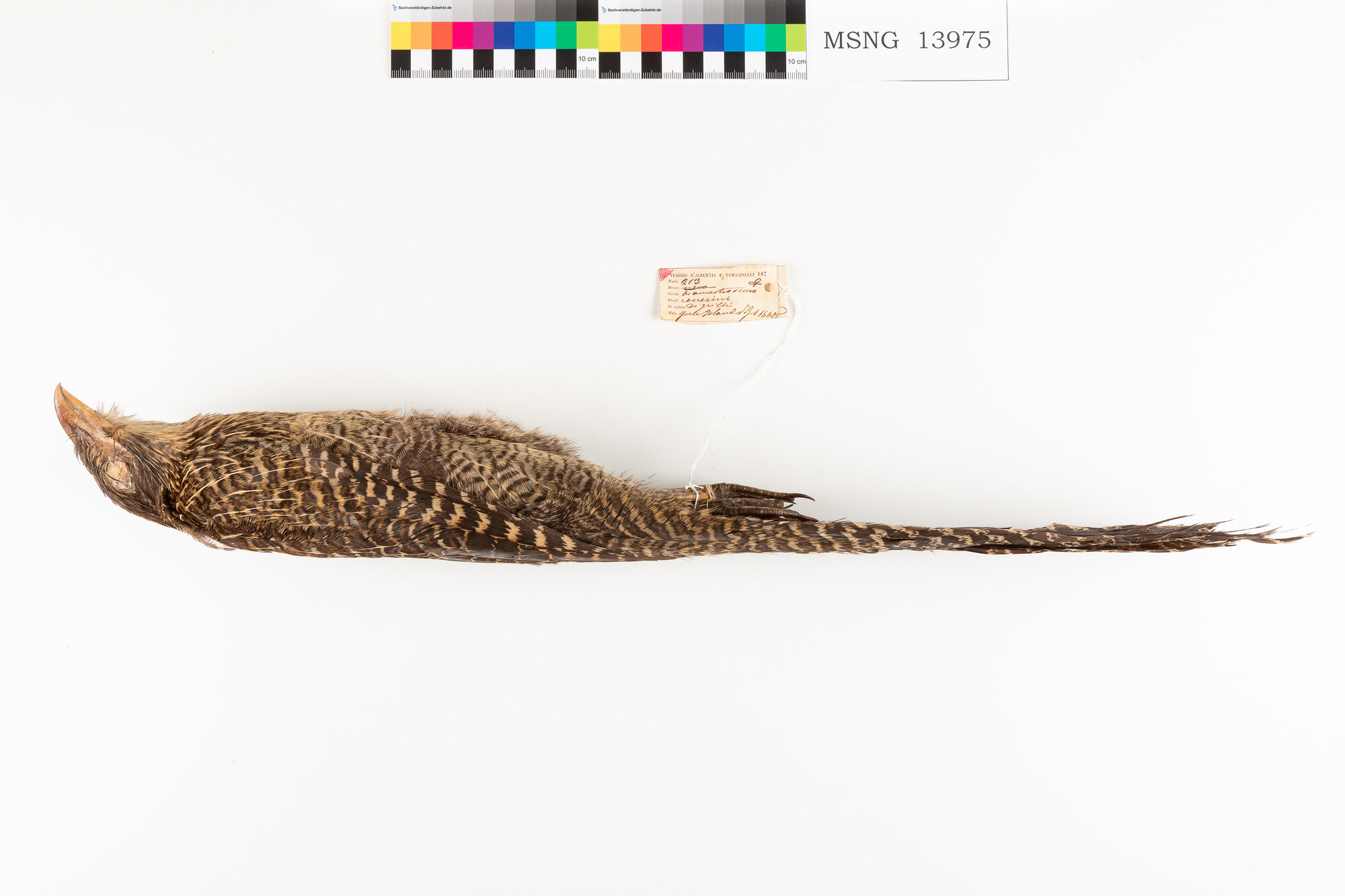 Cuculo fagiano comune (esemplare)