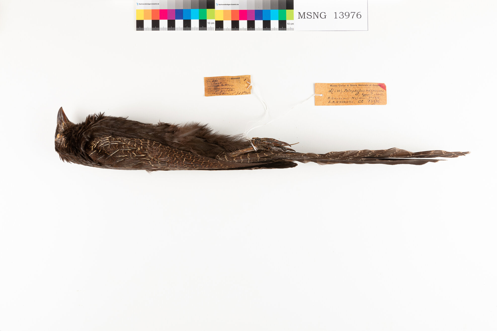 Cuculo fagiano comune (esemplare)