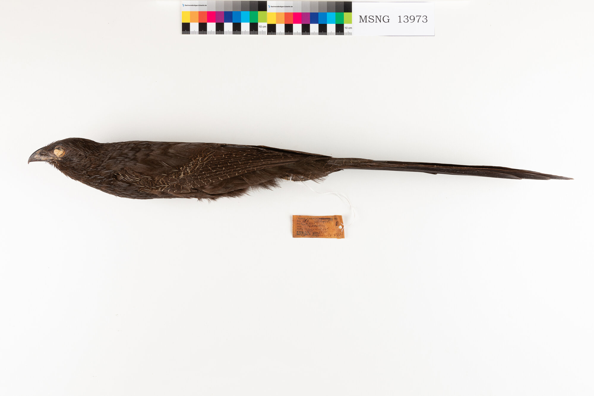 Cuculo fagiano comune (esemplare)