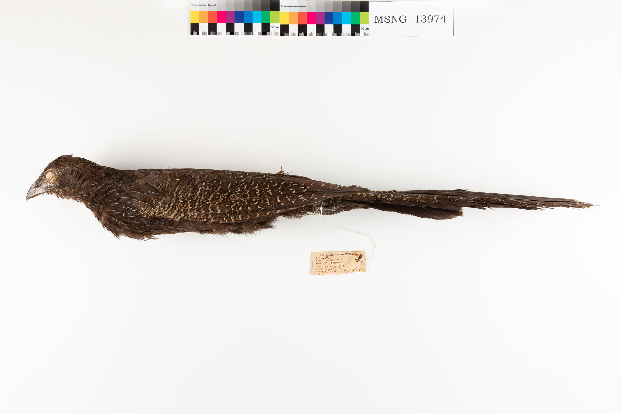 Cuculo fagiano comune (esemplare)