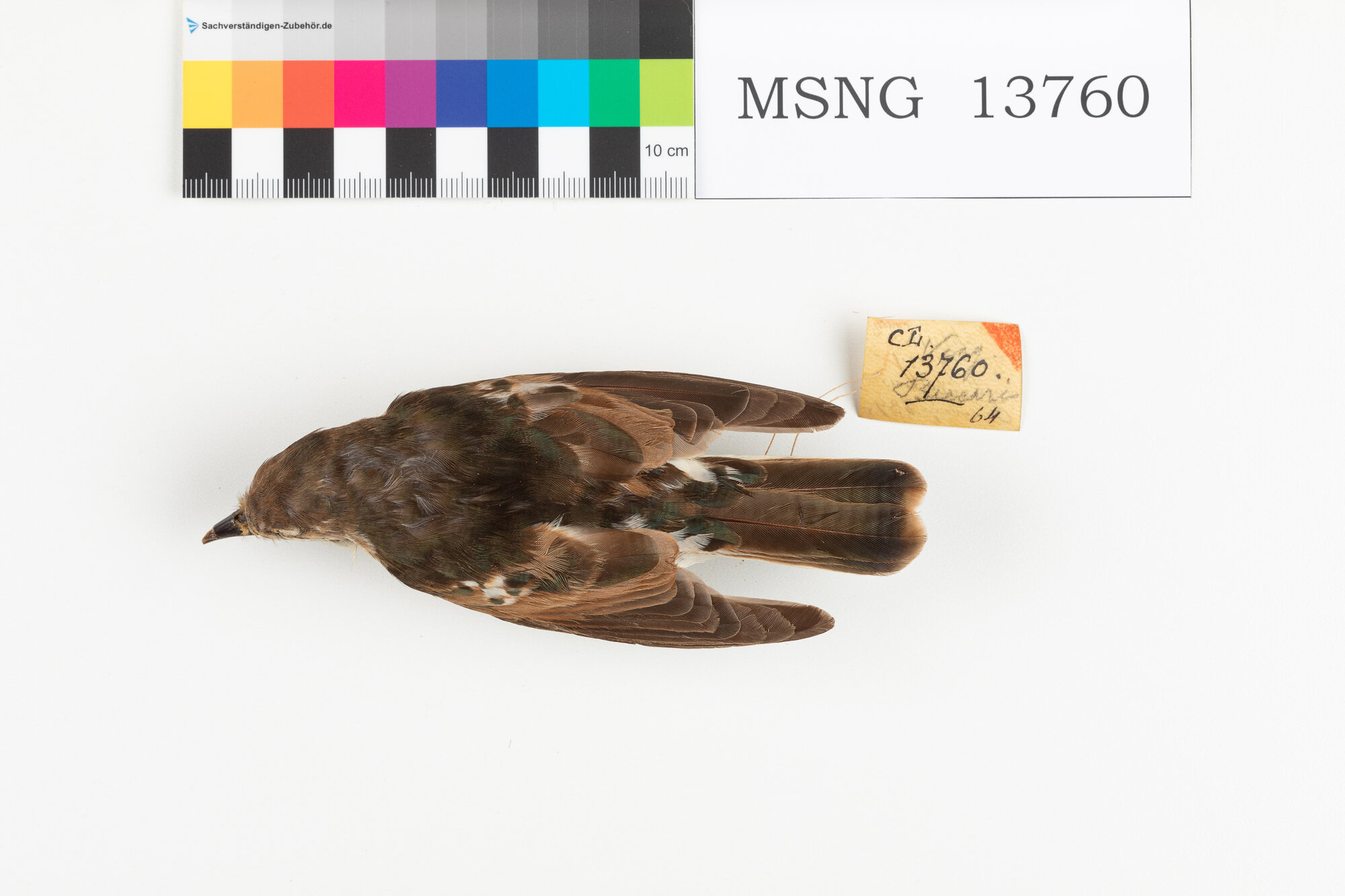 Cuculo bronzato delle Molucche (esemplare)