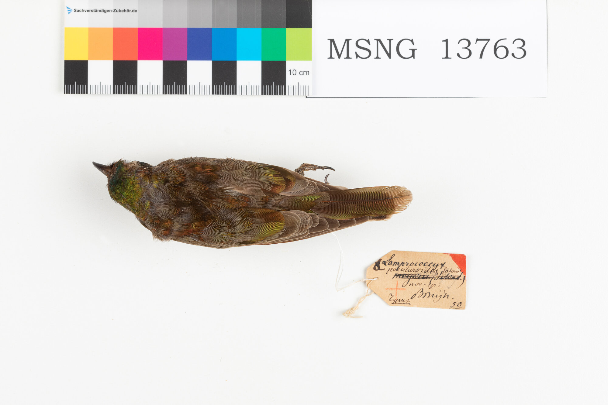 Cuculo bronzato minore (esemplare)