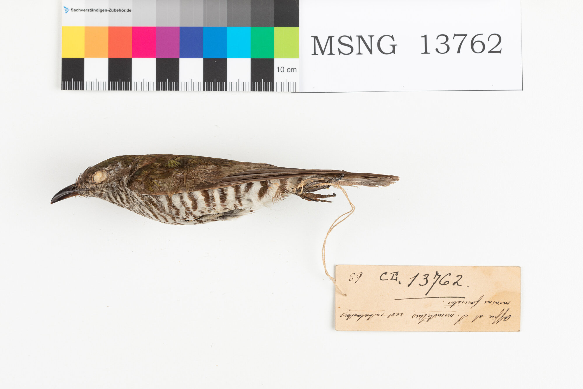 Cuculo bronzato minore (esemplare)