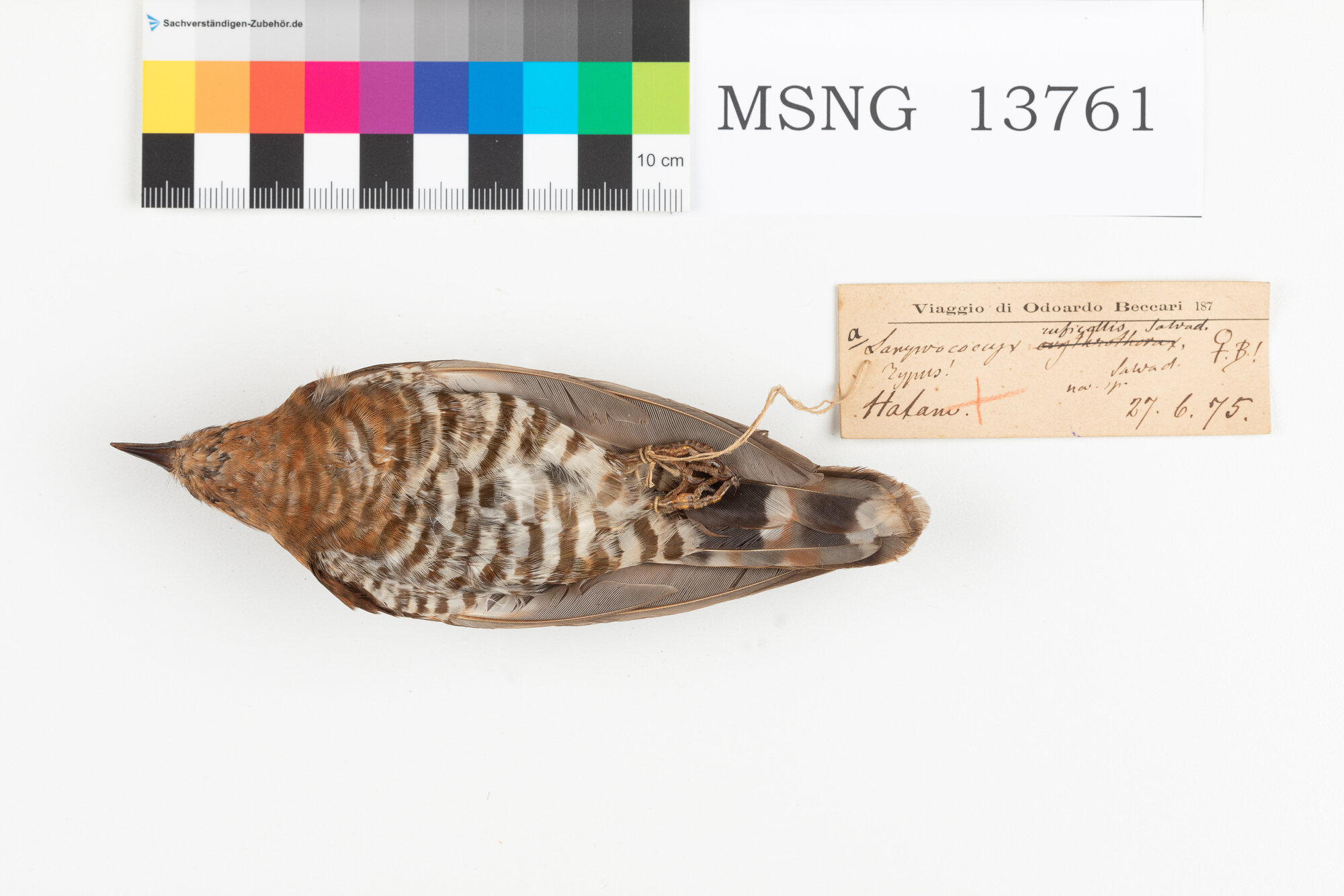 Cuculo bronzato golarossa (esemplare)