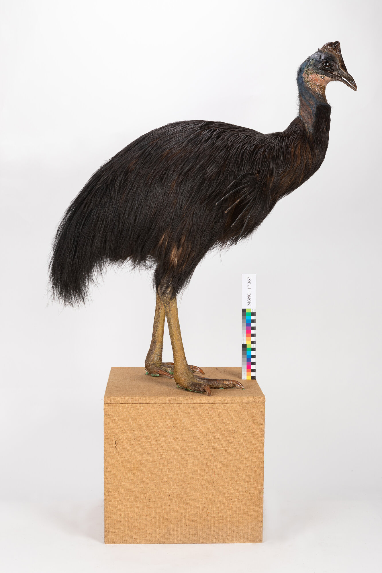 Casuario di Bennett (esemplare)