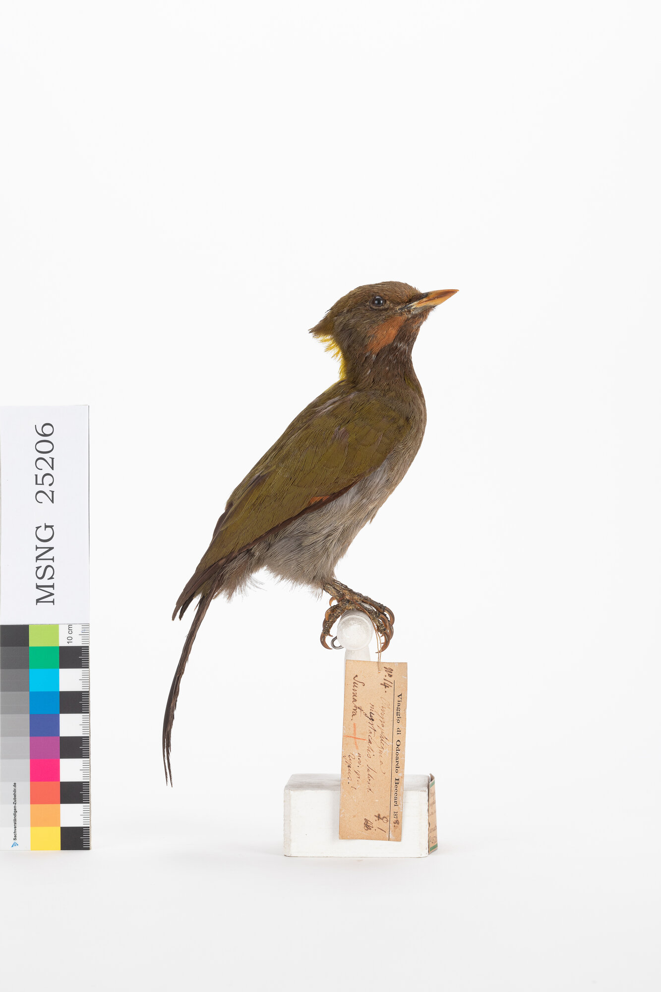 Picchio nucagialla maggiore (esemplare)