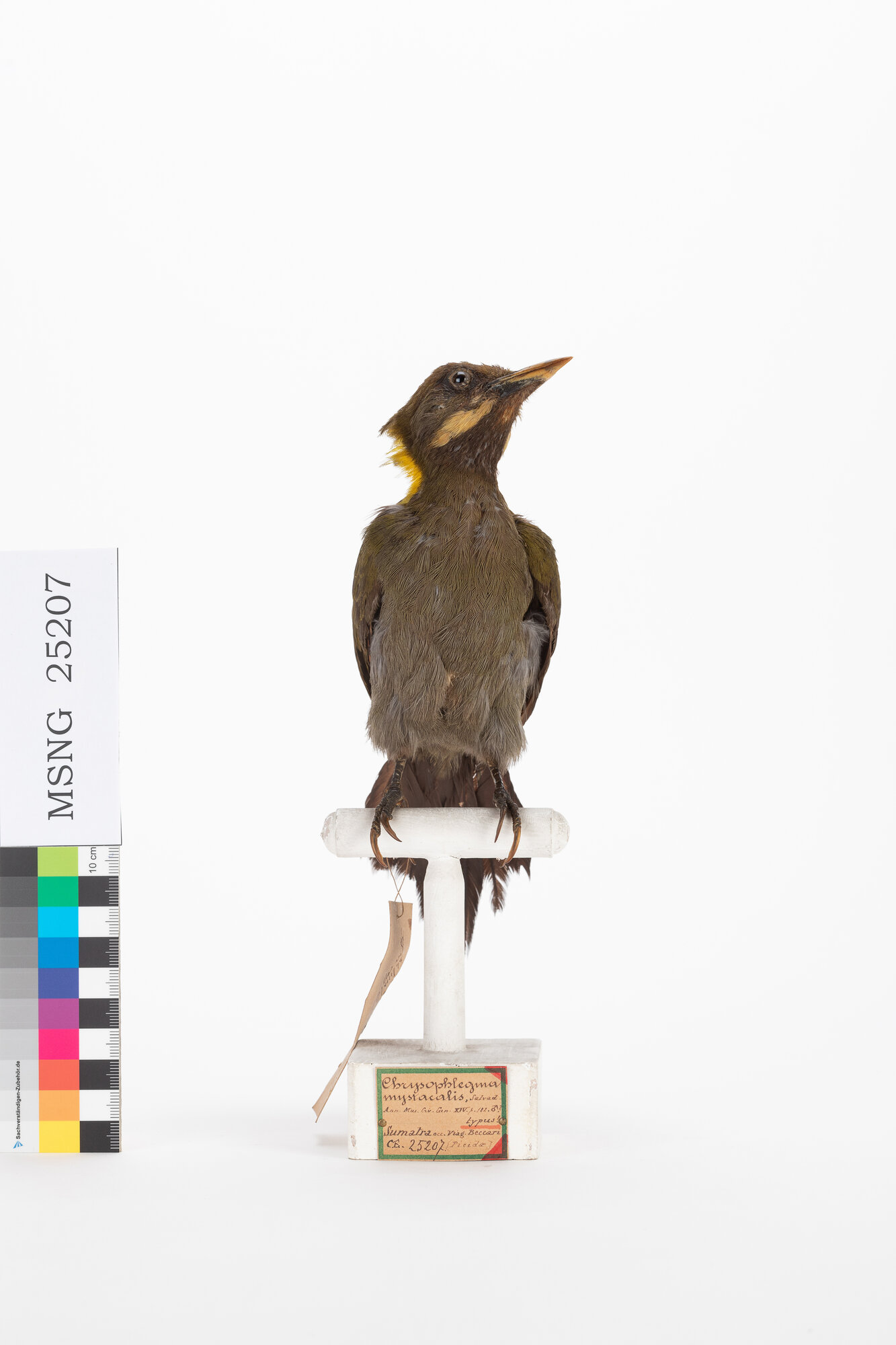 Picchio nucagialla maggiore (esemplare)