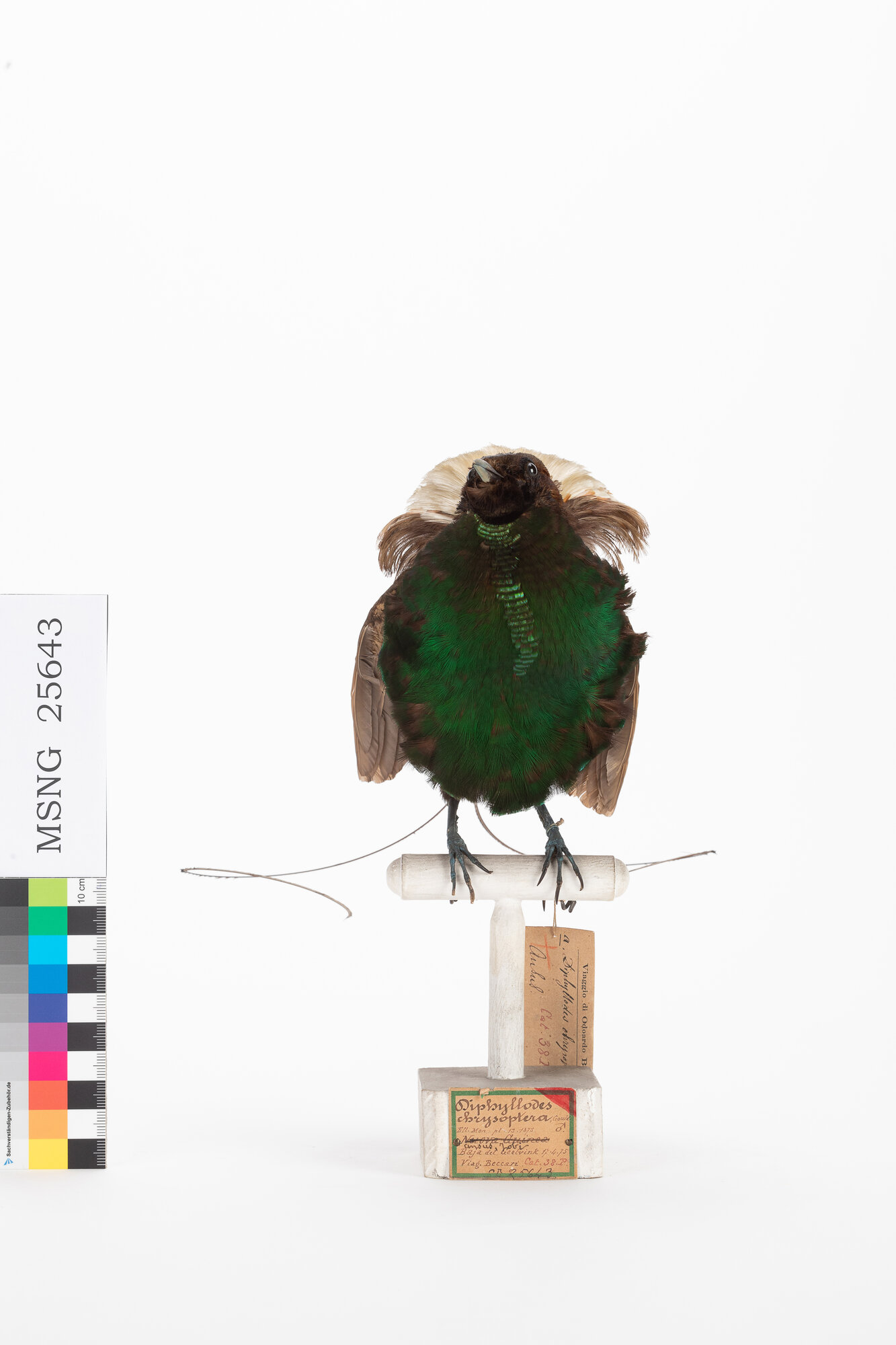 Paradisea magnifica (esemplare)