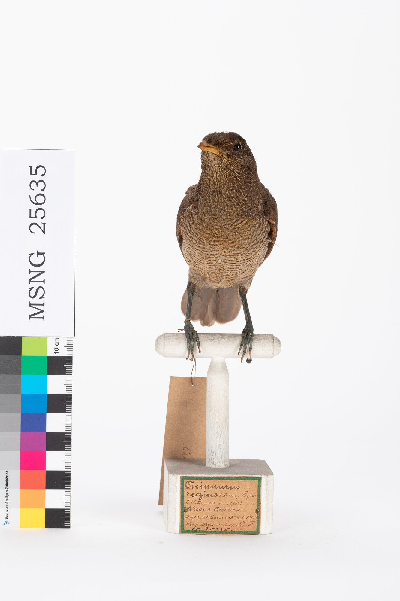 Paradisea reale (esemplare)