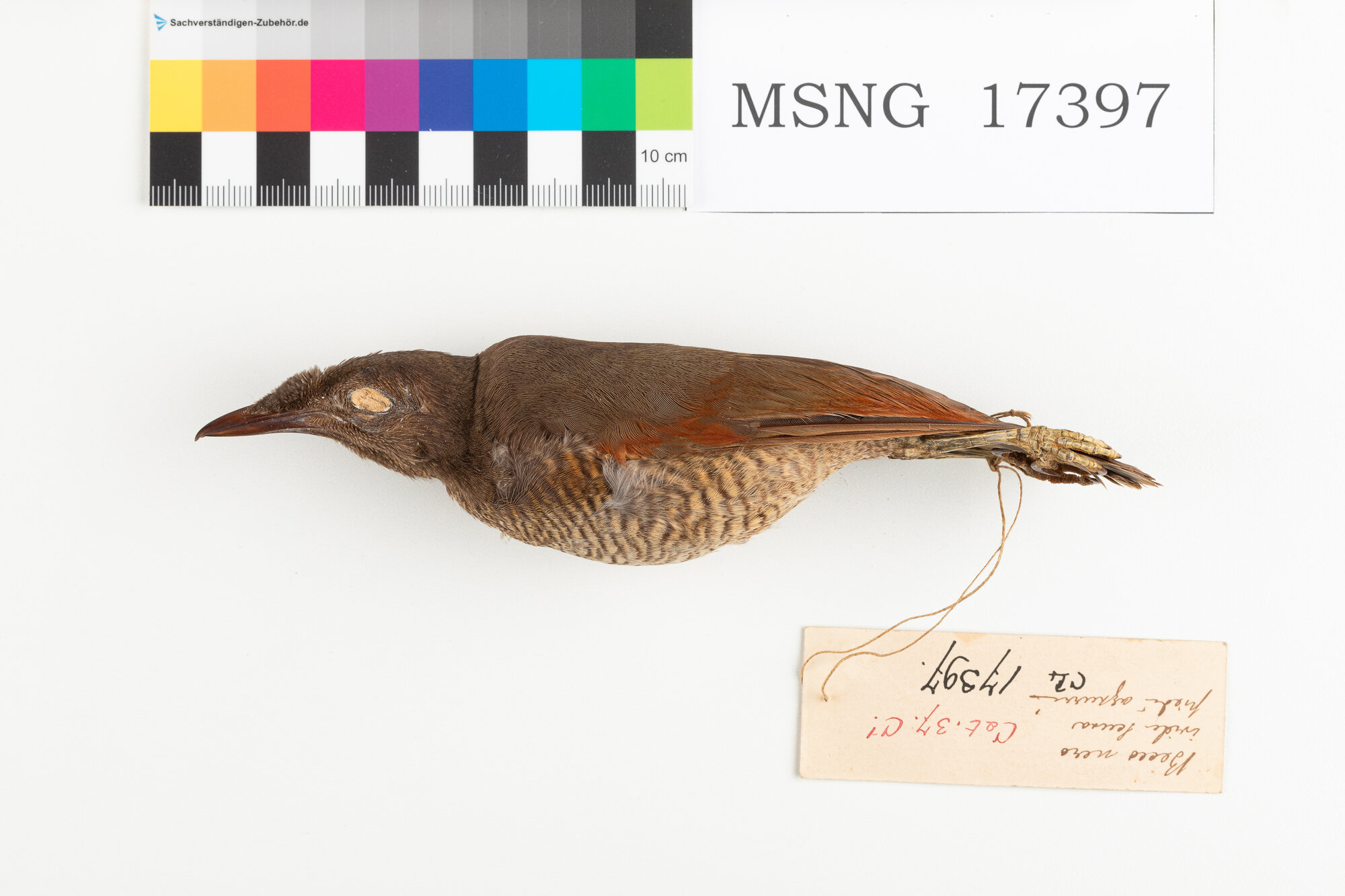 Paradisea reale (esemplare)