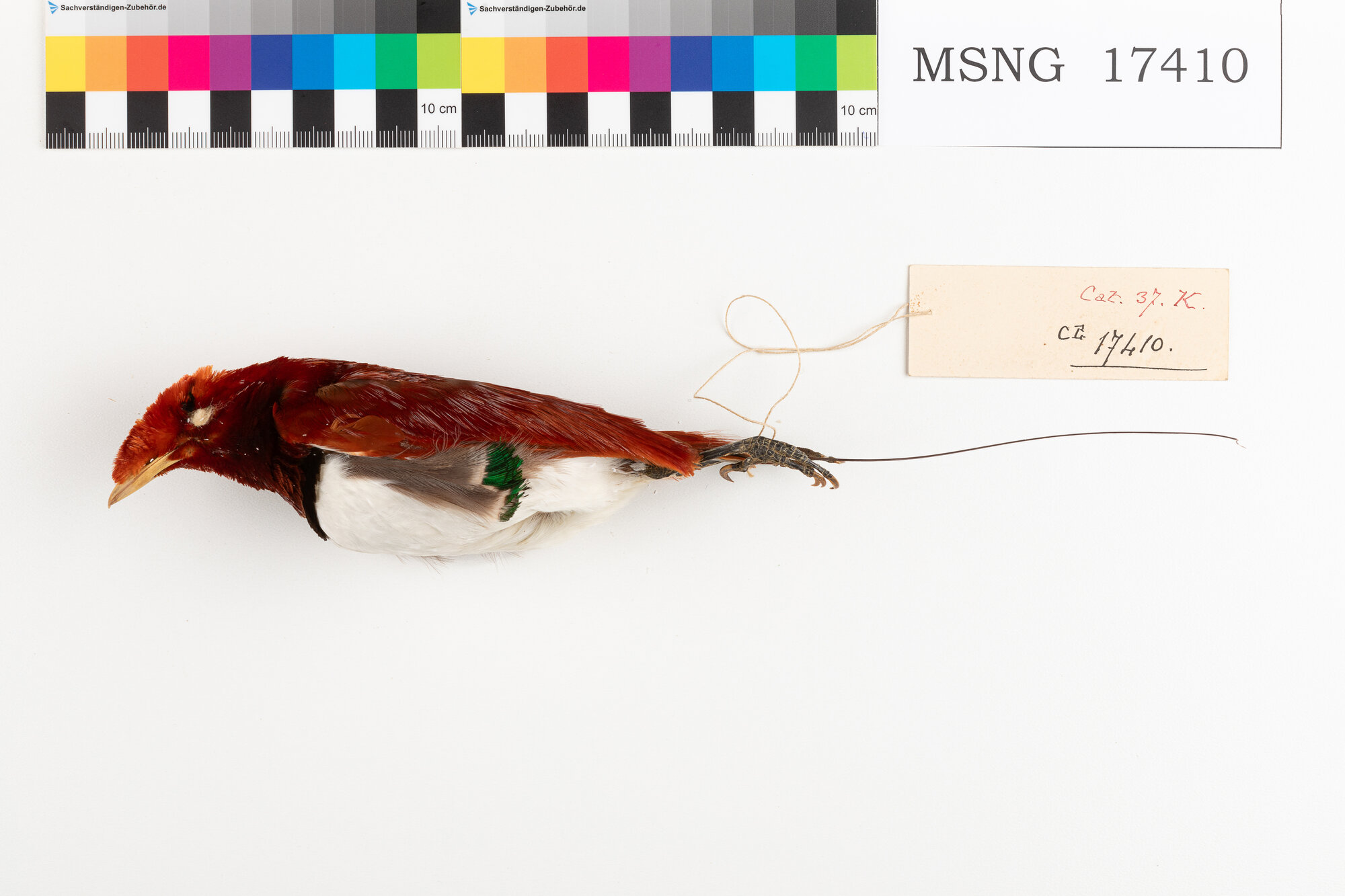 Paradisea reale (esemplare)