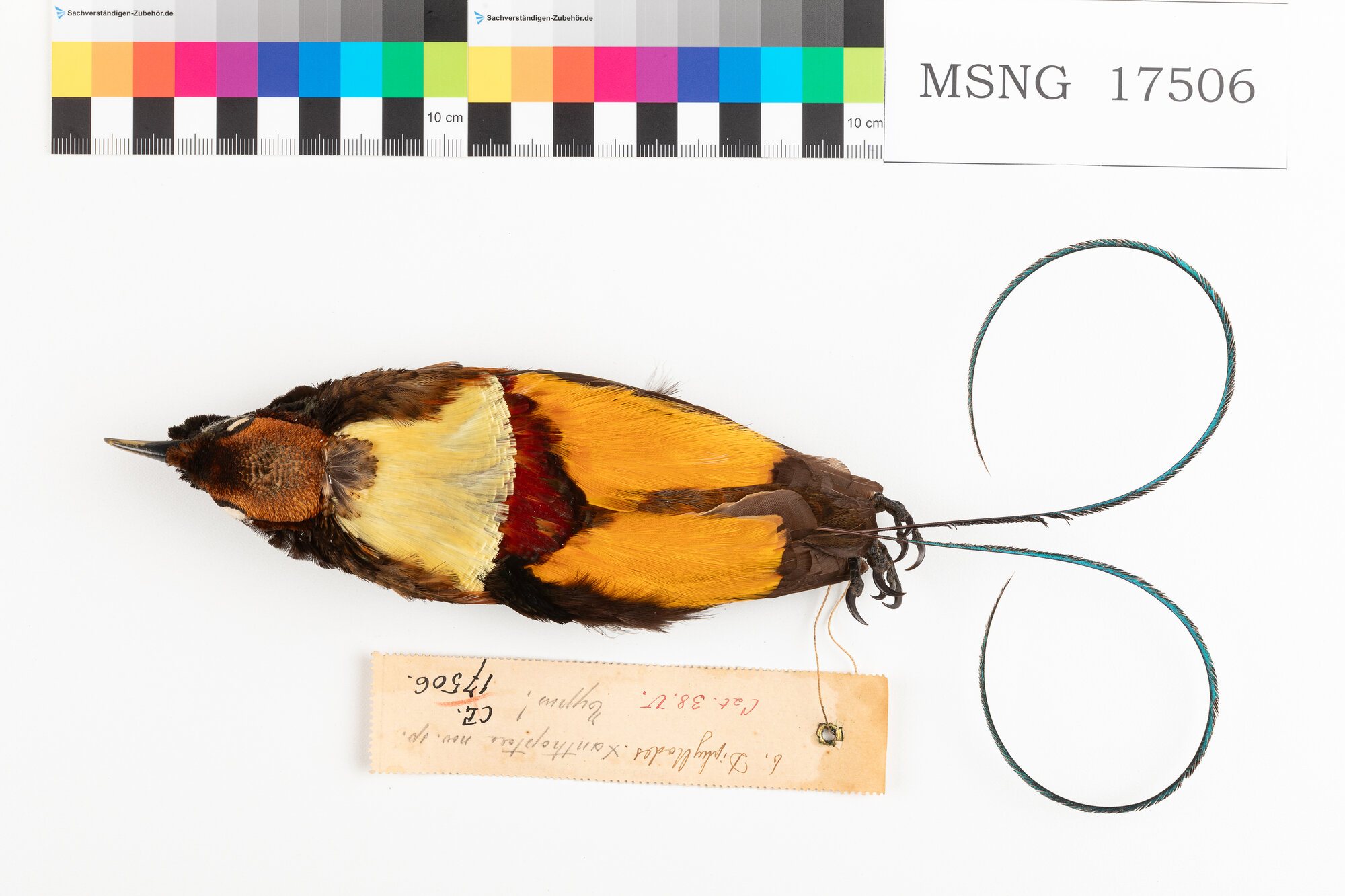 Paradisea magnifica (esemplare)