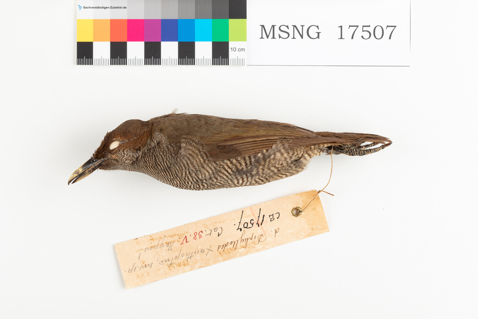 Paradisea magnifica (esemplare)