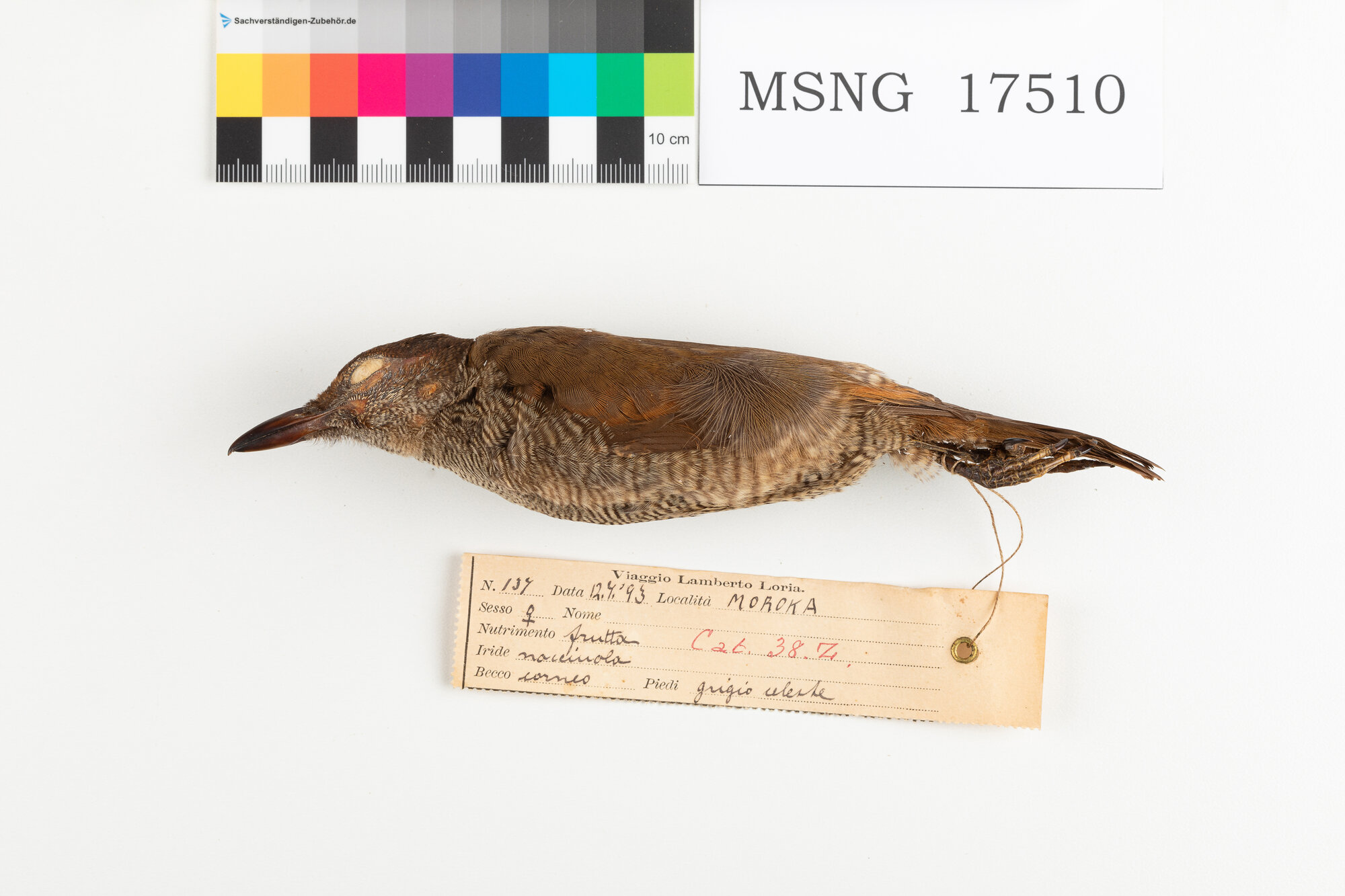 Paradisea magnifica (esemplare)