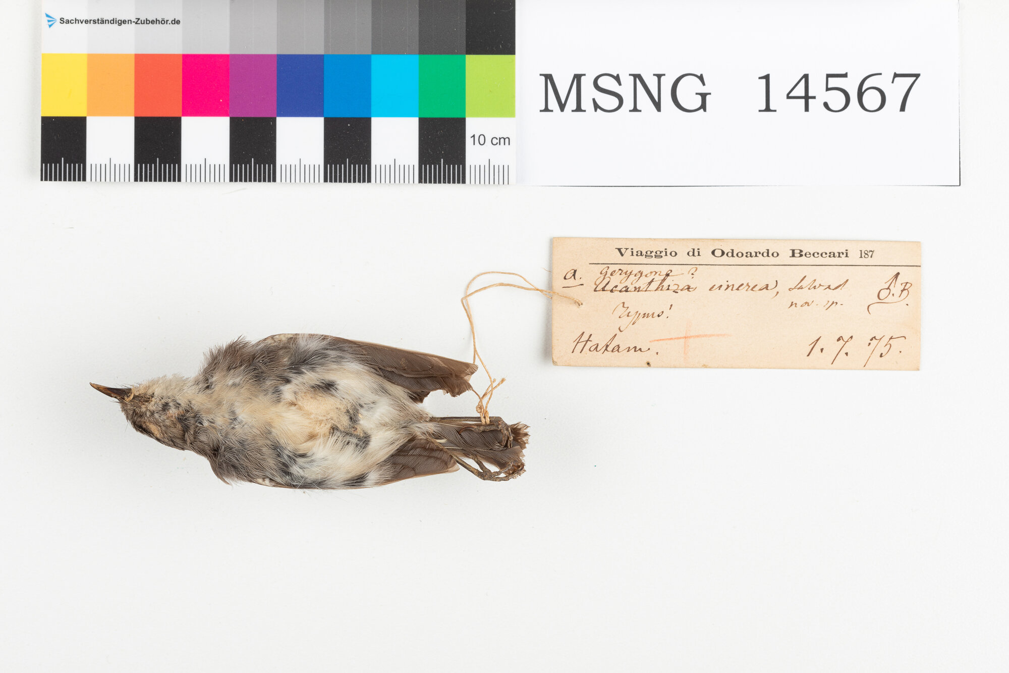 Becco a spina grigio (esemplare)