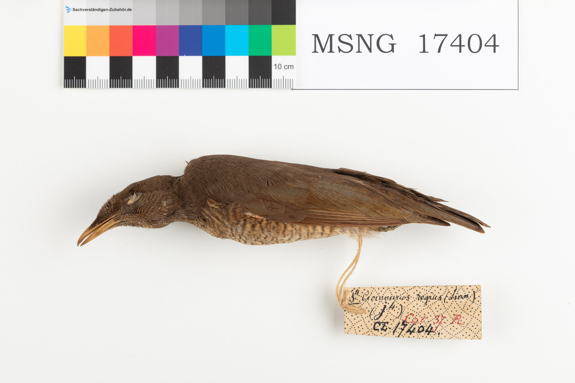 Paradisea reale (esemplare)