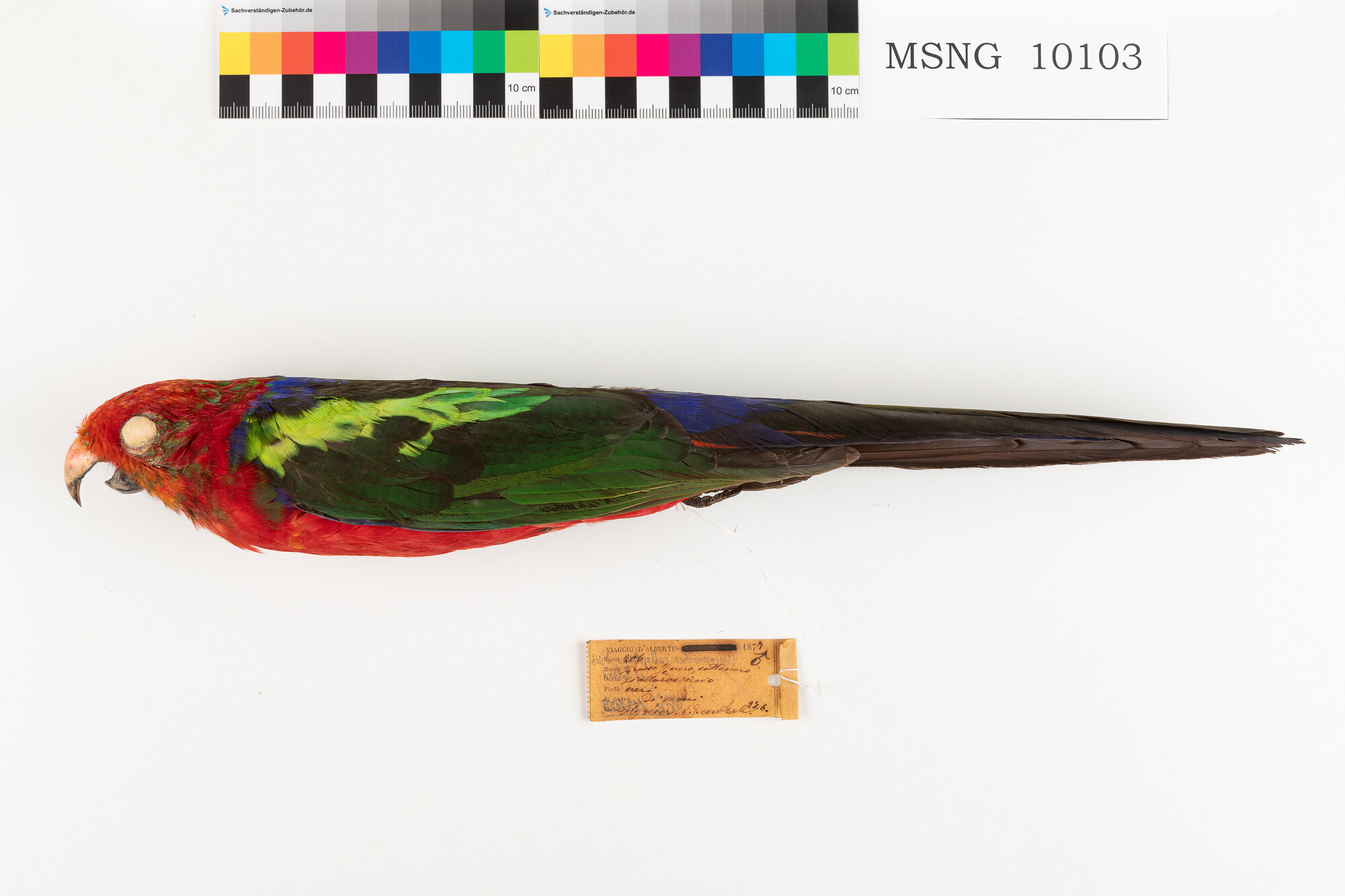 Parrocchetto papuano (esemplare)