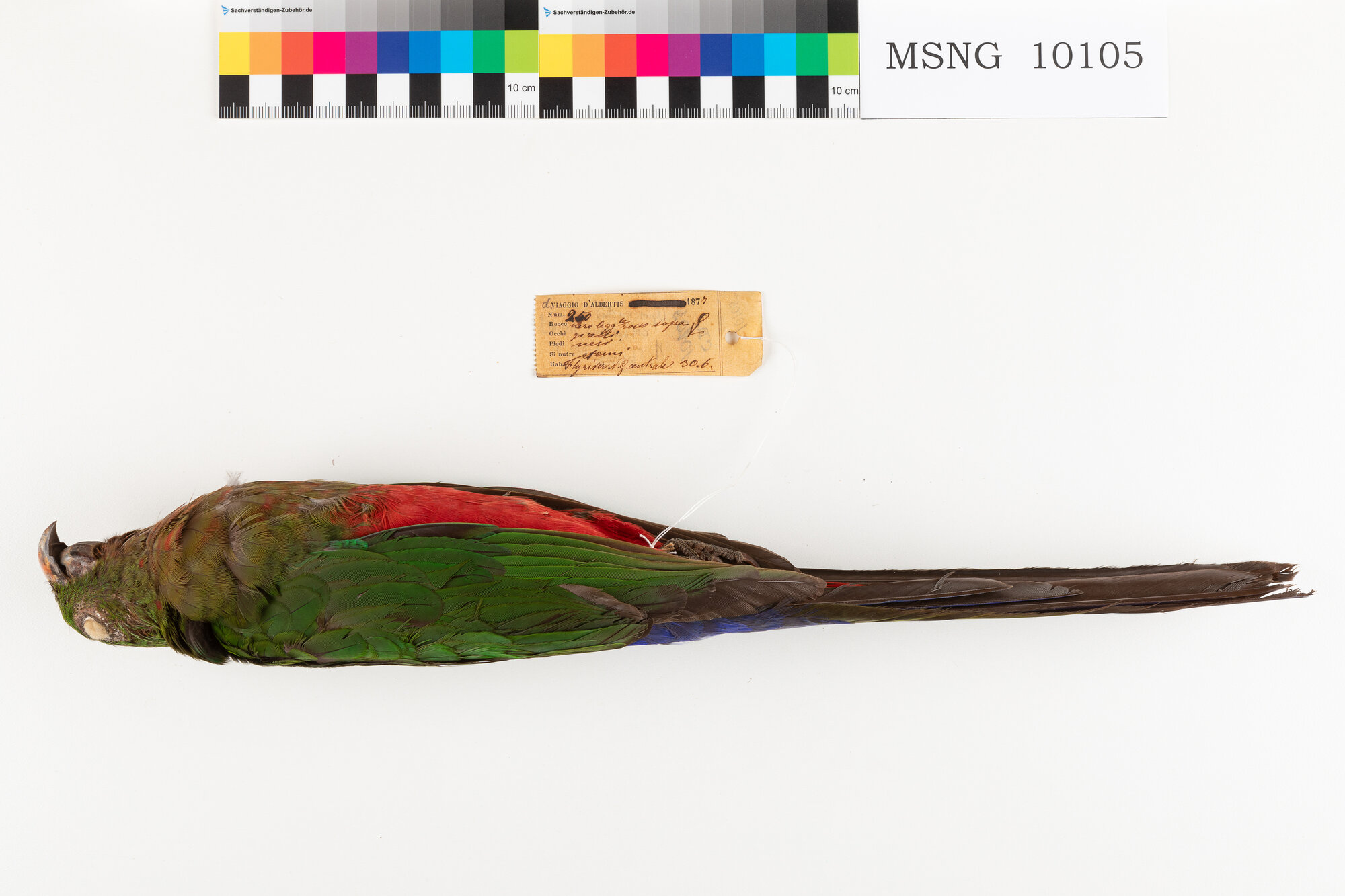 Parrocchetto papuano (esemplare)