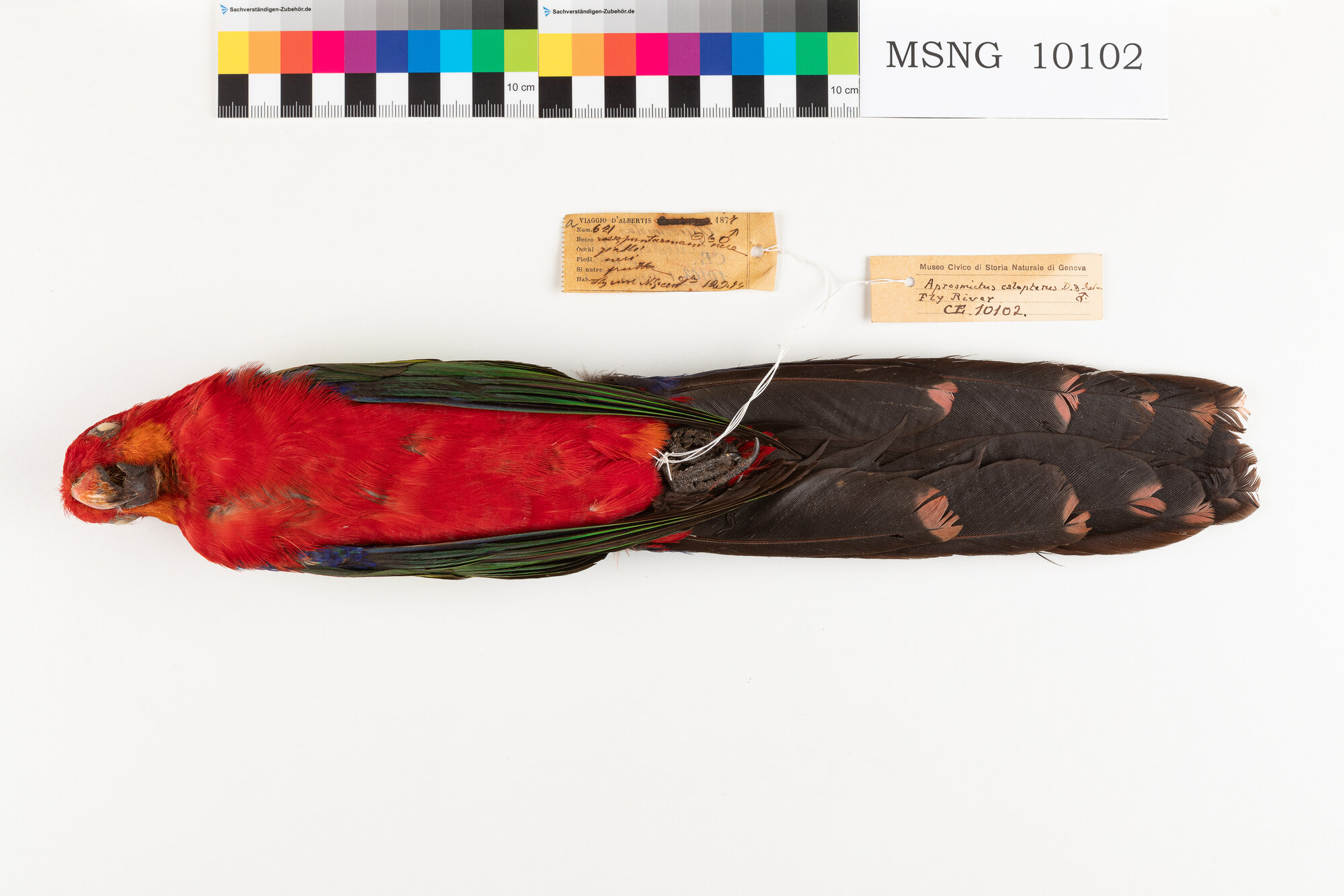 Parrocchetto papuano (esemplare)