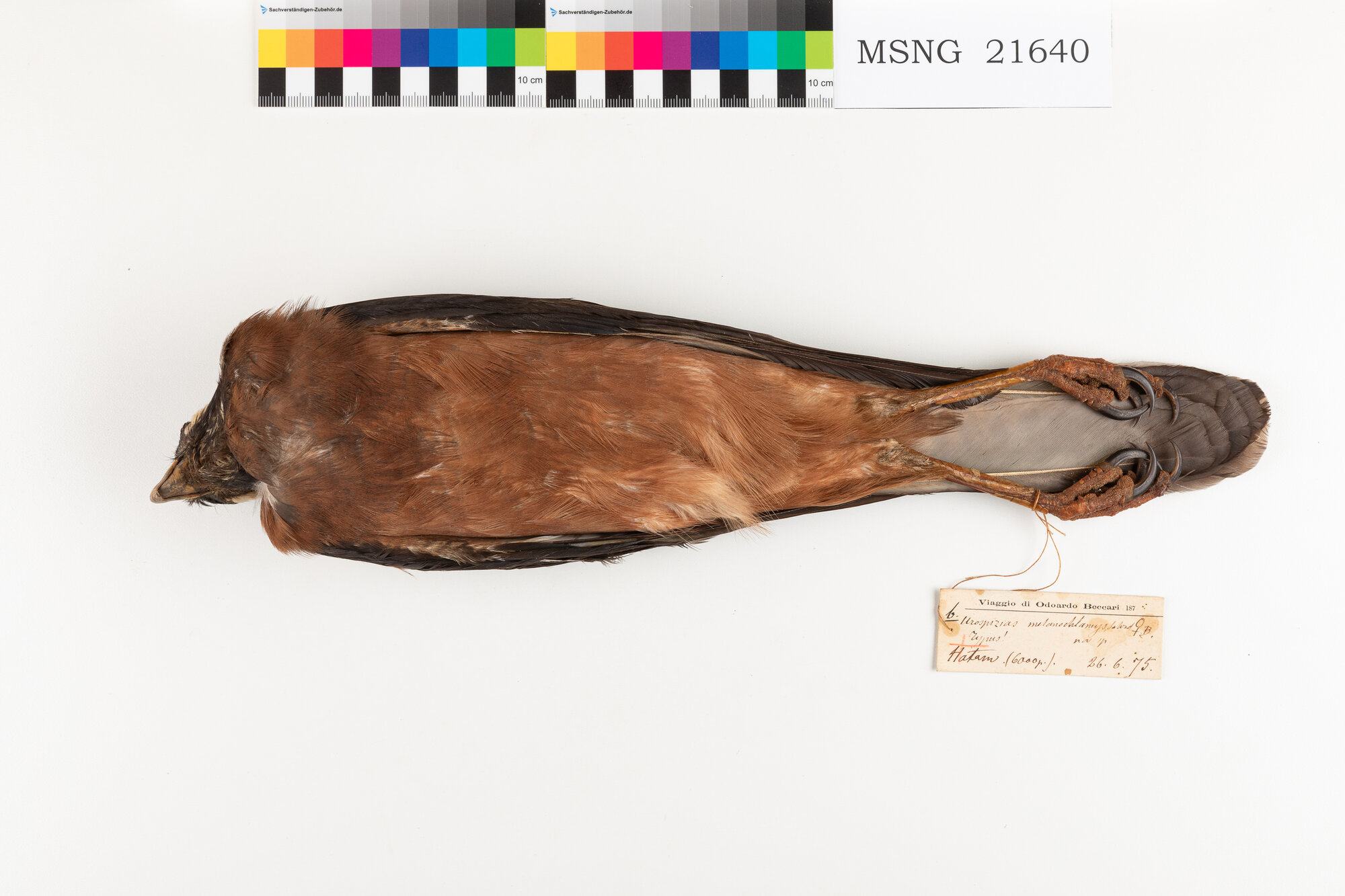 Astore di Salvadori (esemplare)