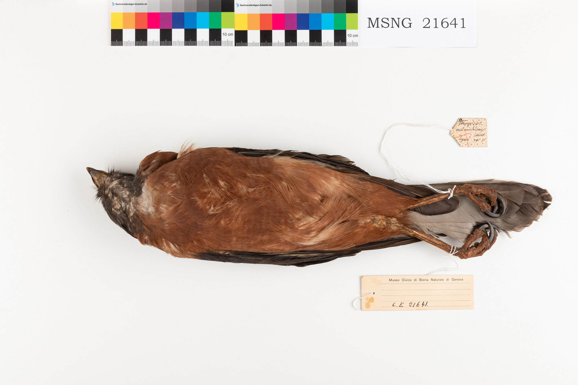 Astore di Salvadori (esemplare)