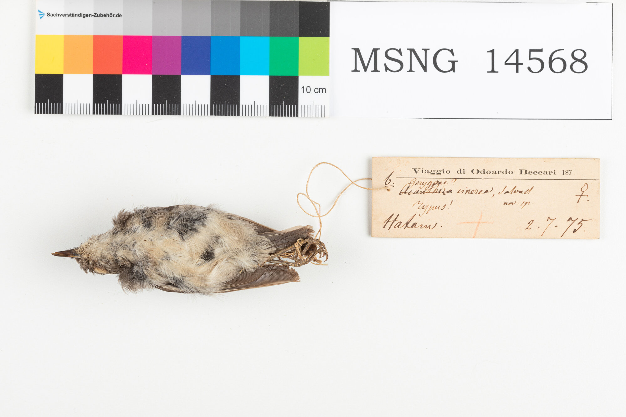 Becco a spina grigio (esemplare)