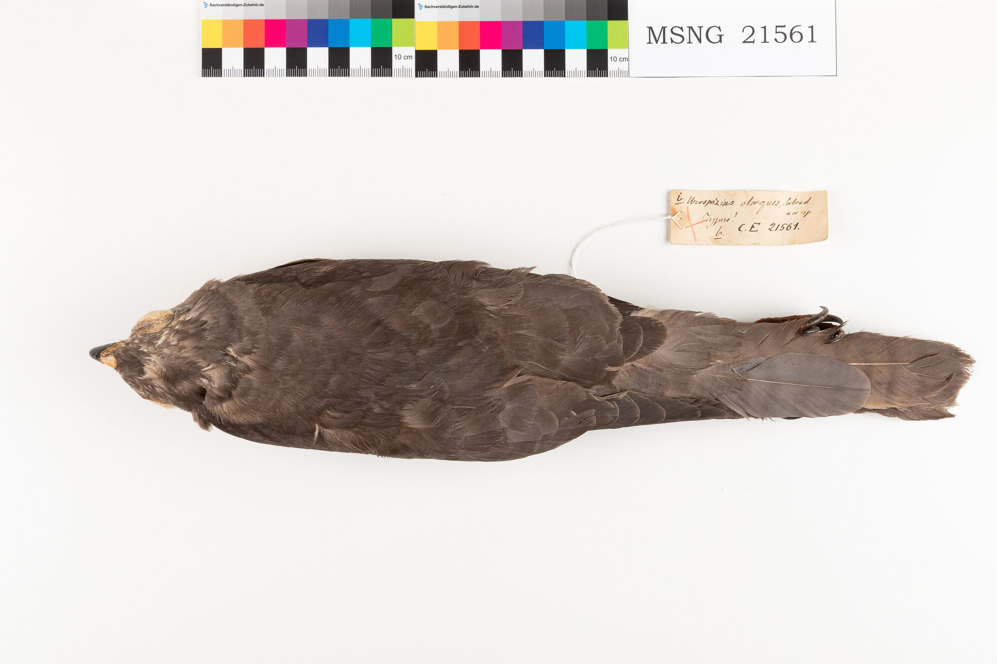 Astore variabile (esemplare)