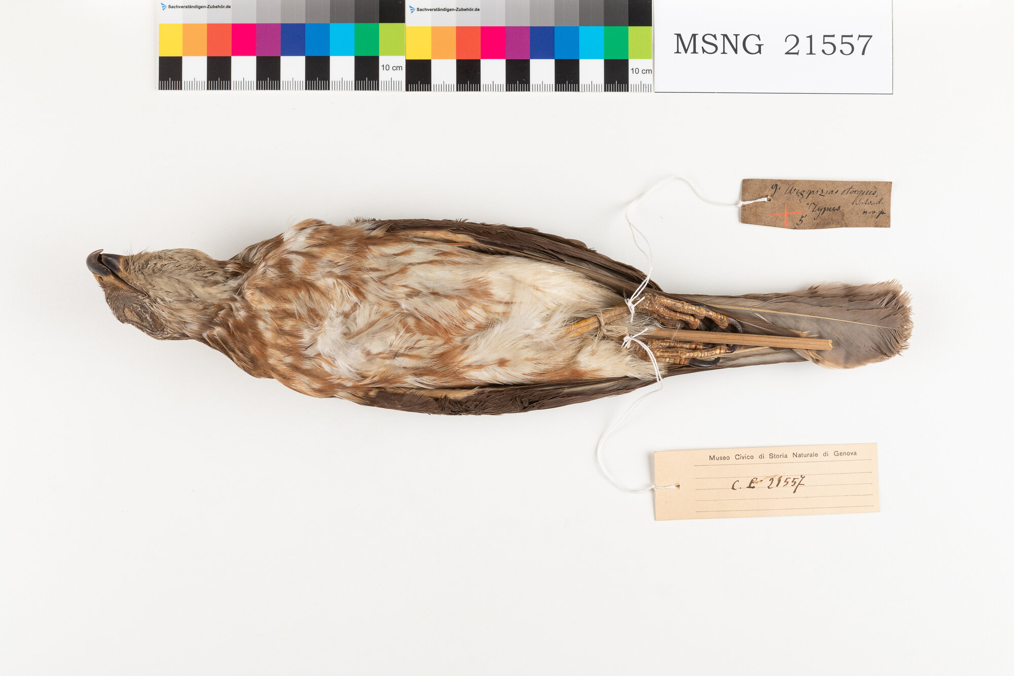 Astore variabile (esemplare)