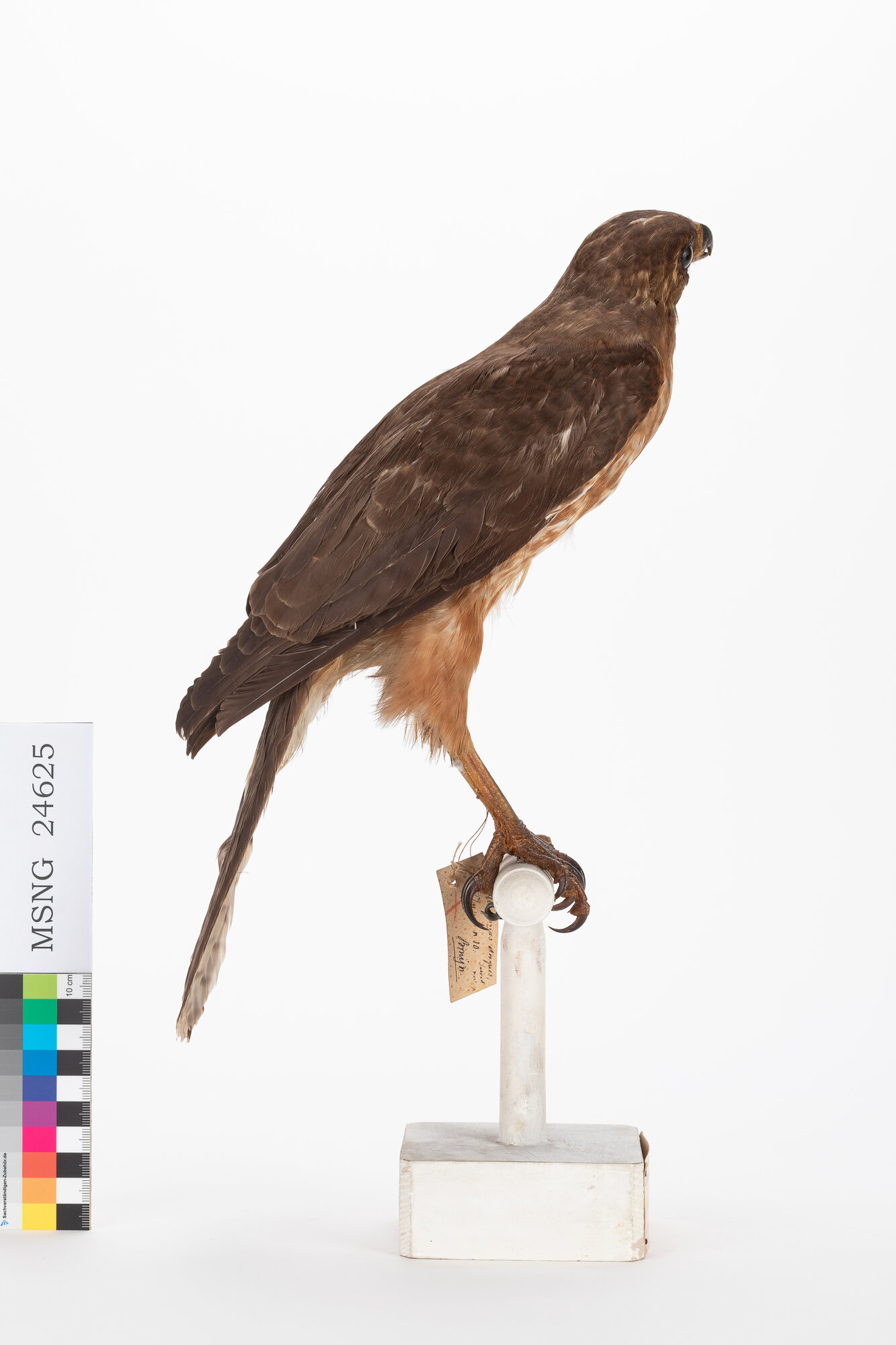 Astore variabile (esemplare)