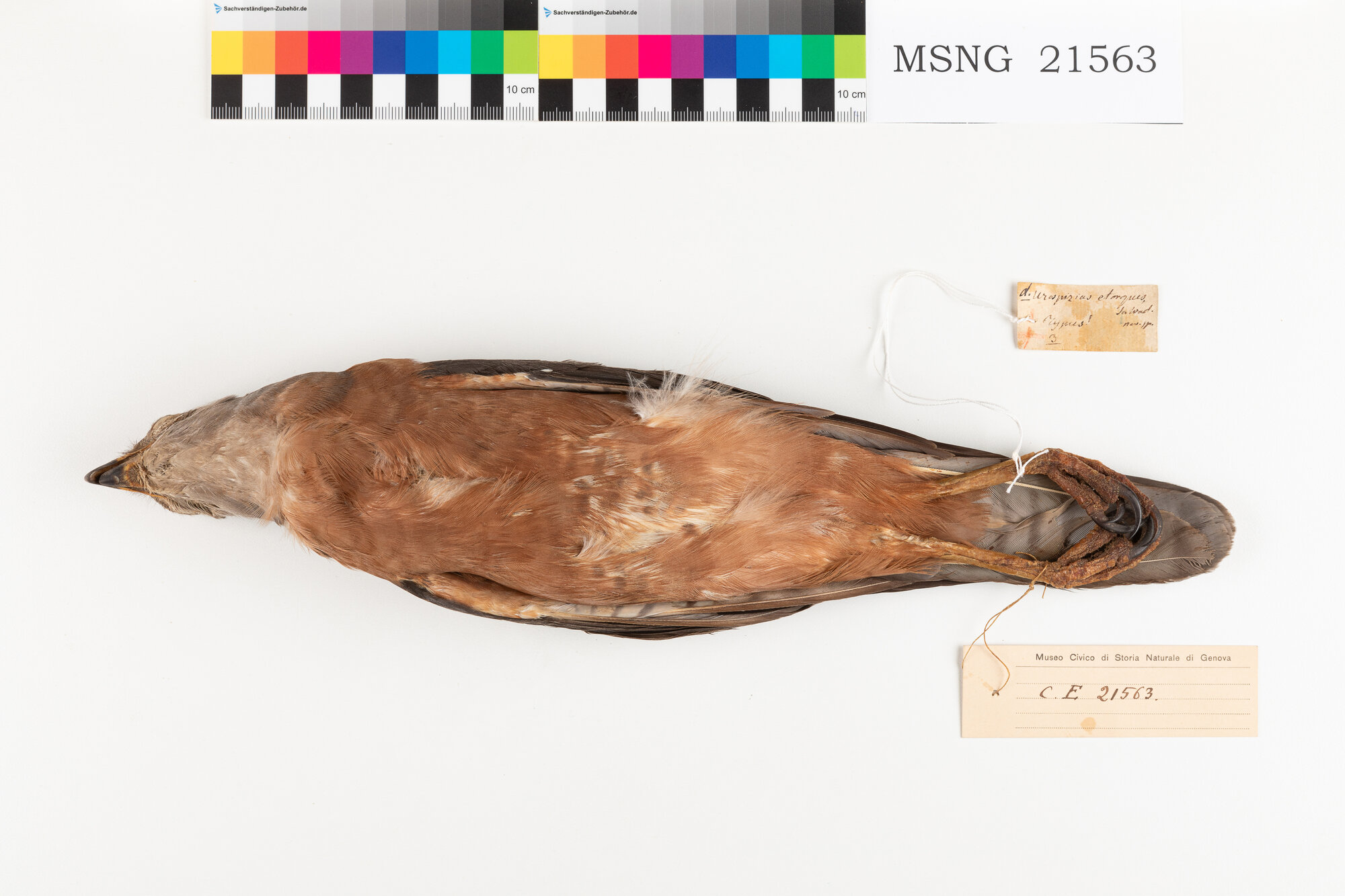 Astore variabile (esemplare)