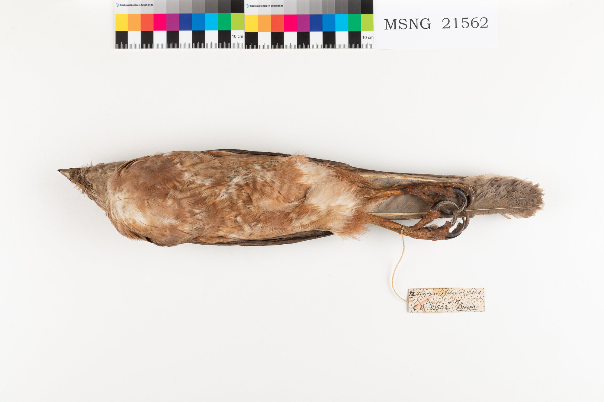 Astore variabile (esemplare)