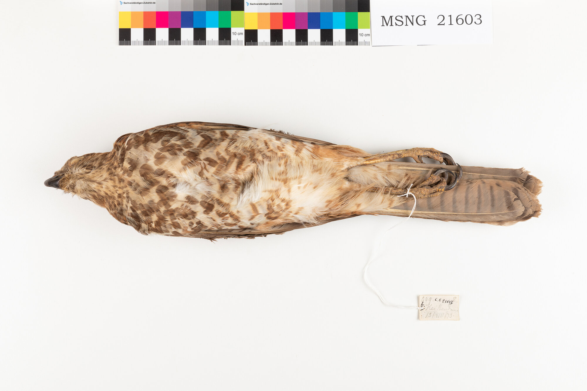 Astore variabile (esemplare)