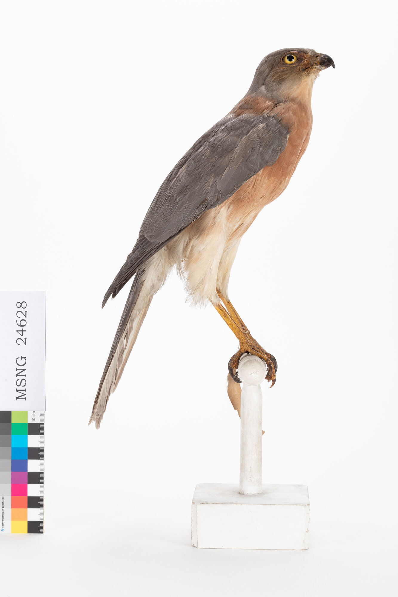 Astore variabile (esemplare)