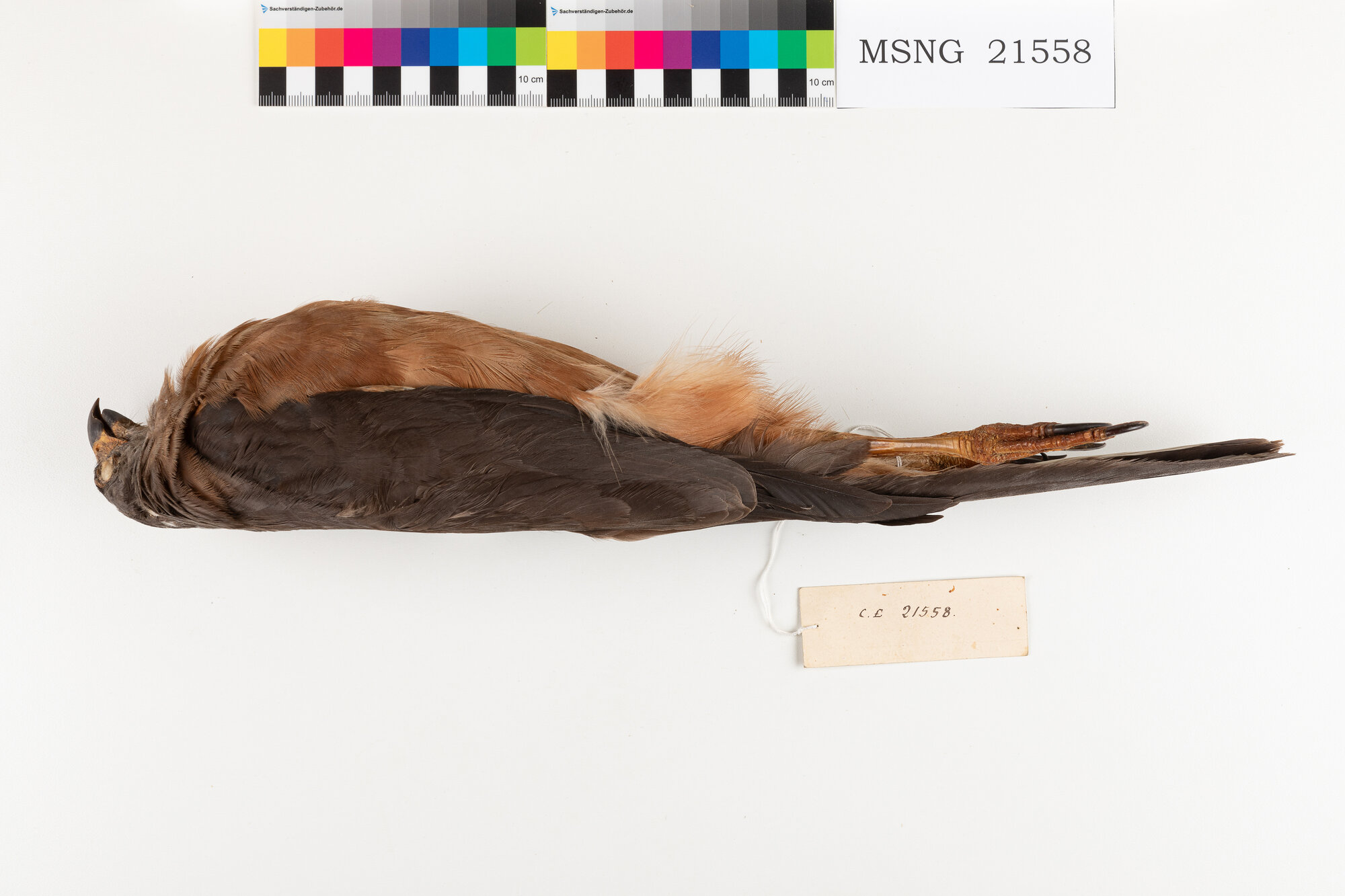 Astore variabile (esemplare)