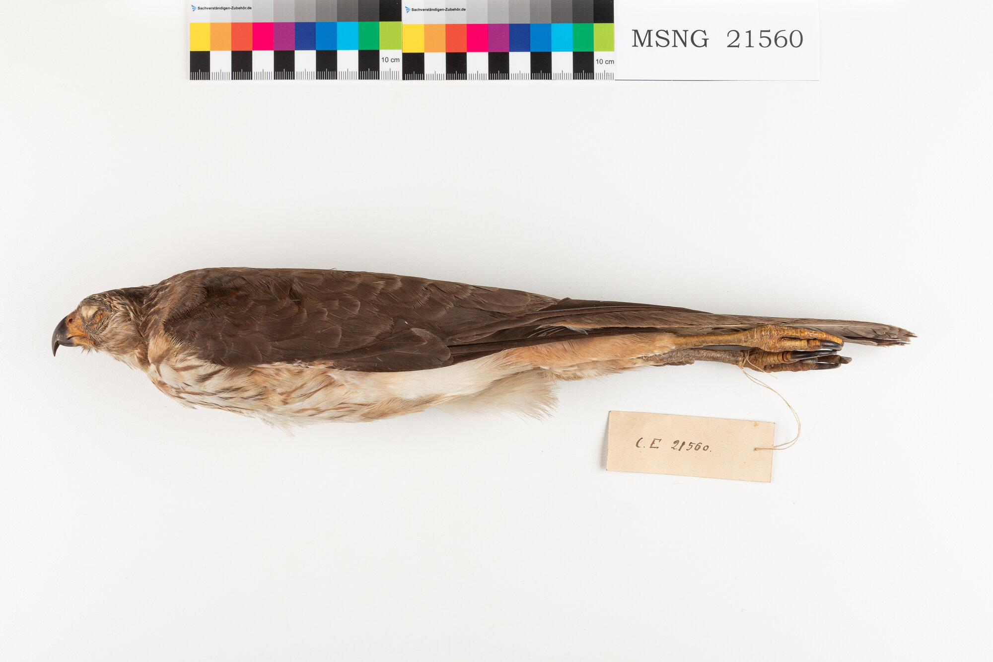 Astore variabile (esemplare)