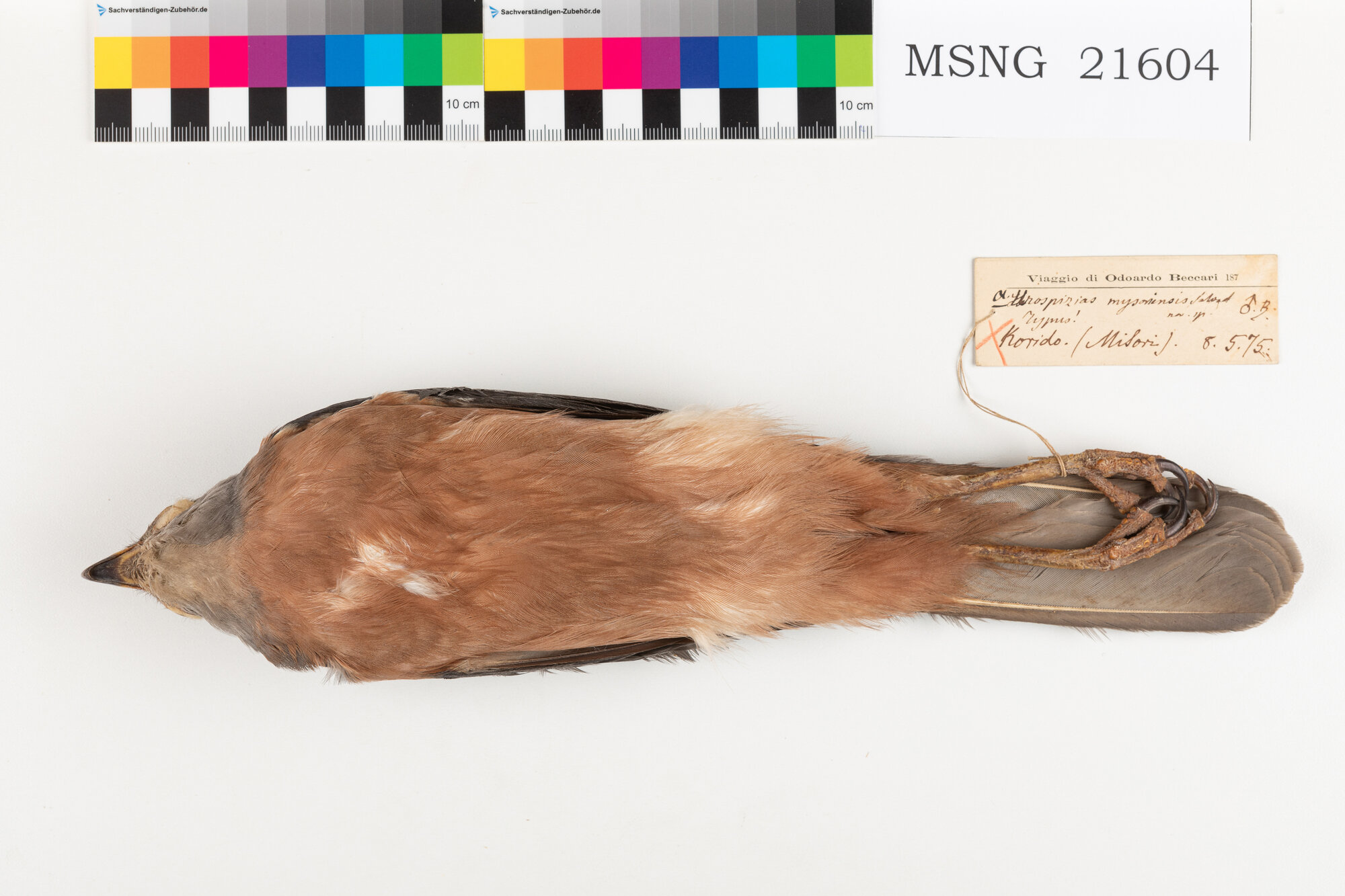 Astore variabile (esemplare)