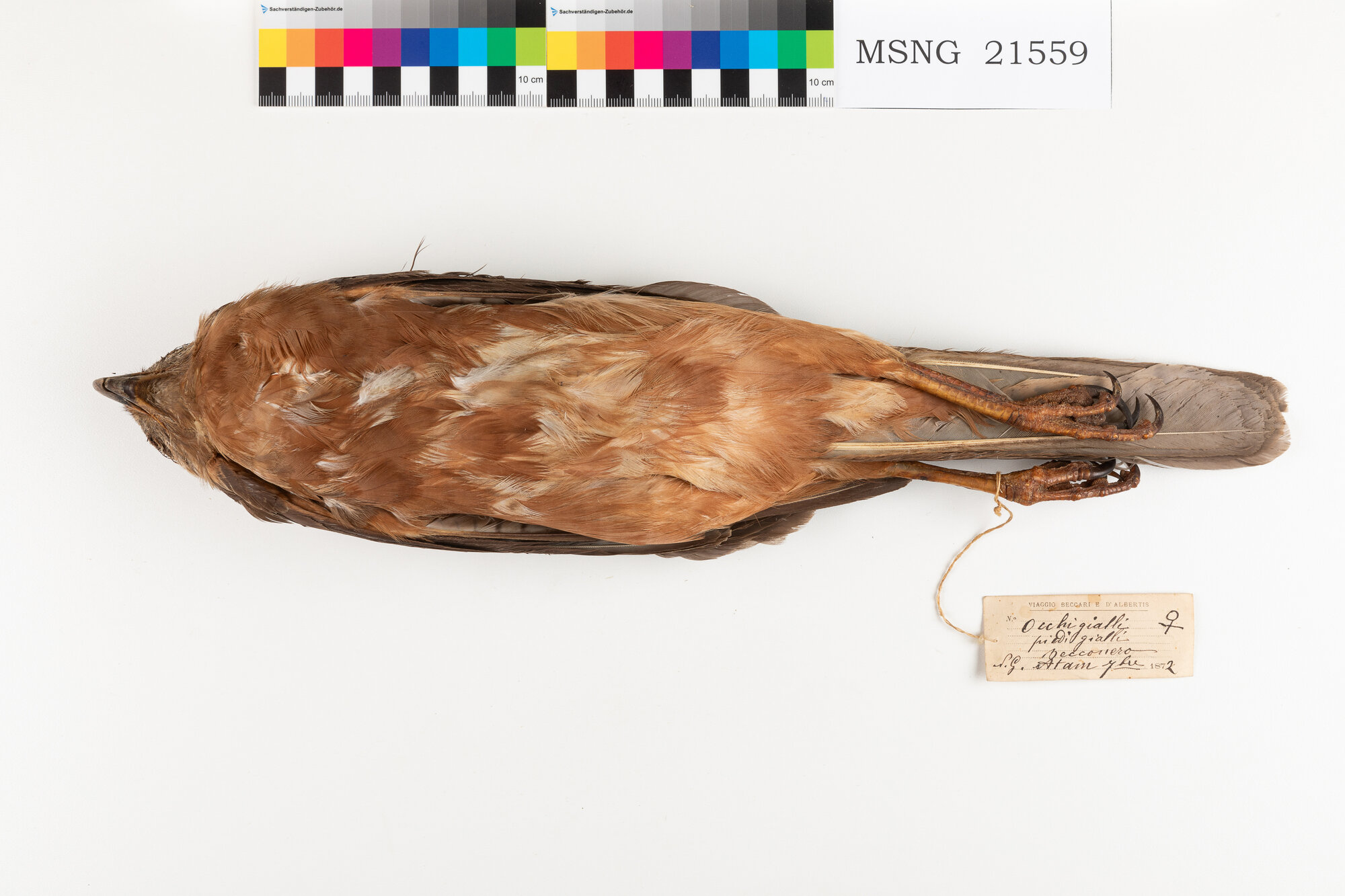 Astore variabile (esemplare)