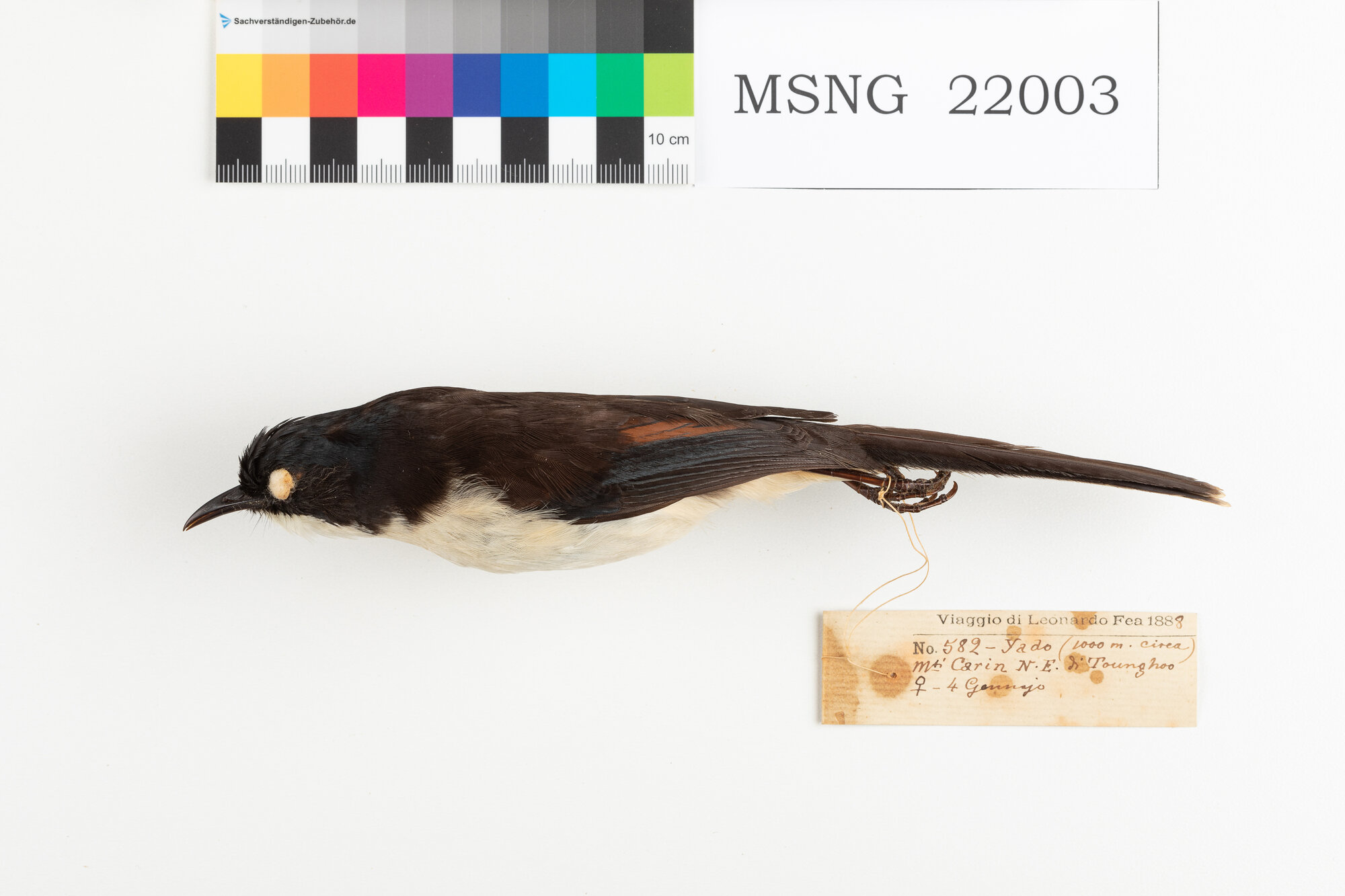 Sibia ventrebianco (esemplare)