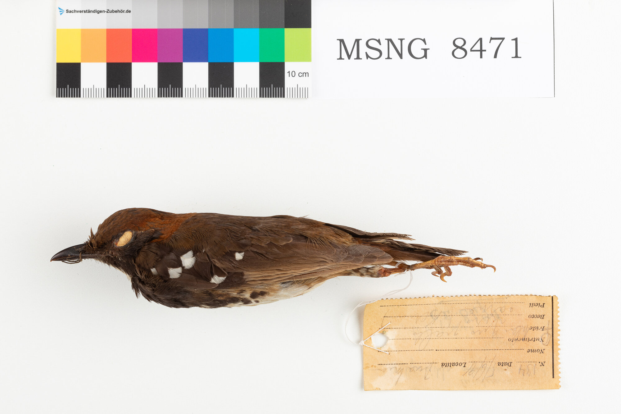 Tordo capocastano (esemplare)