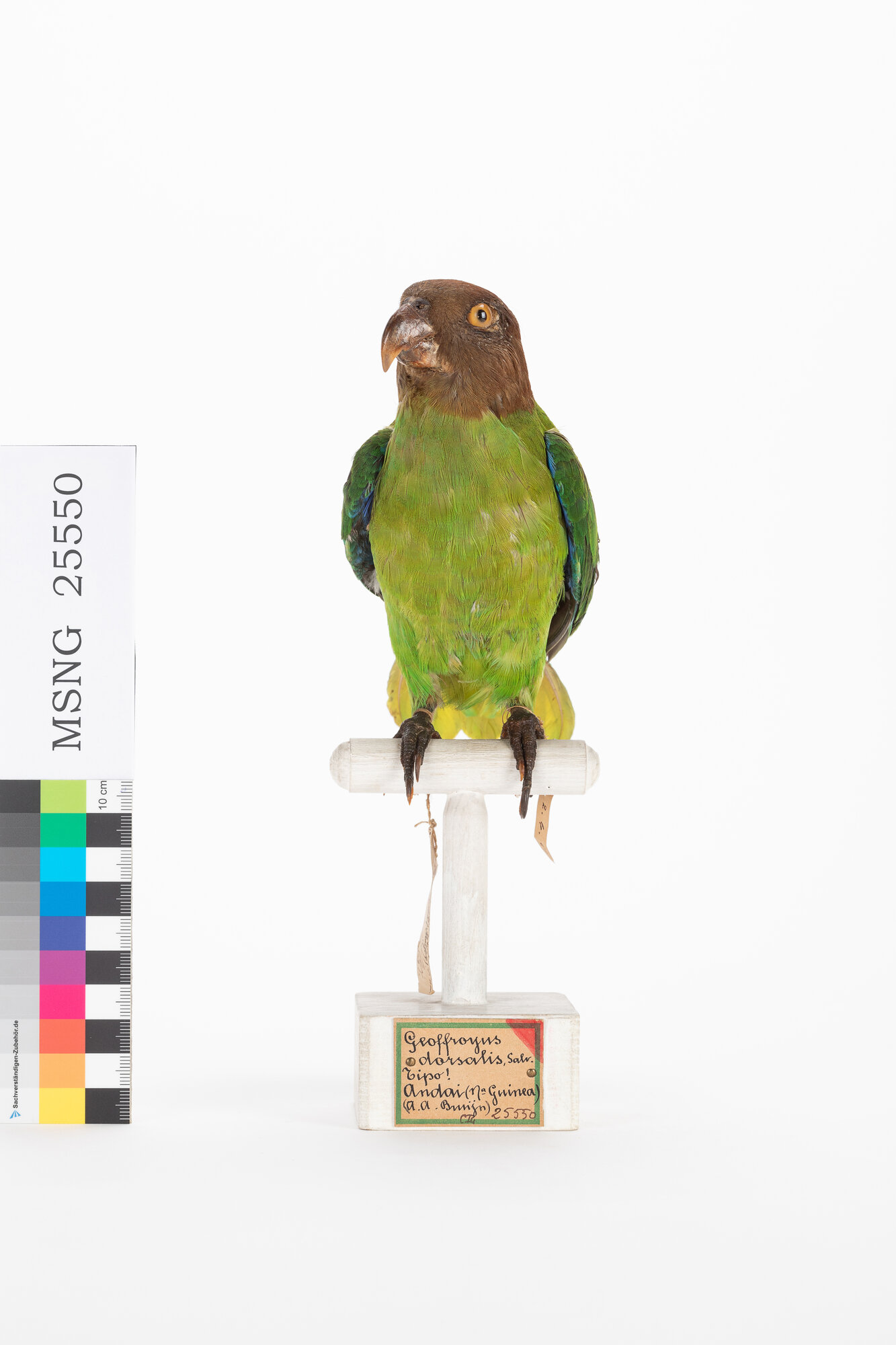 Pappagallo guancerosse (esemplare)