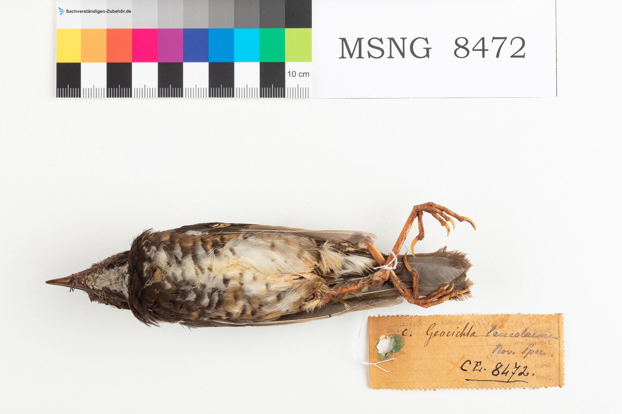 Tordo capocastano (esemplare)