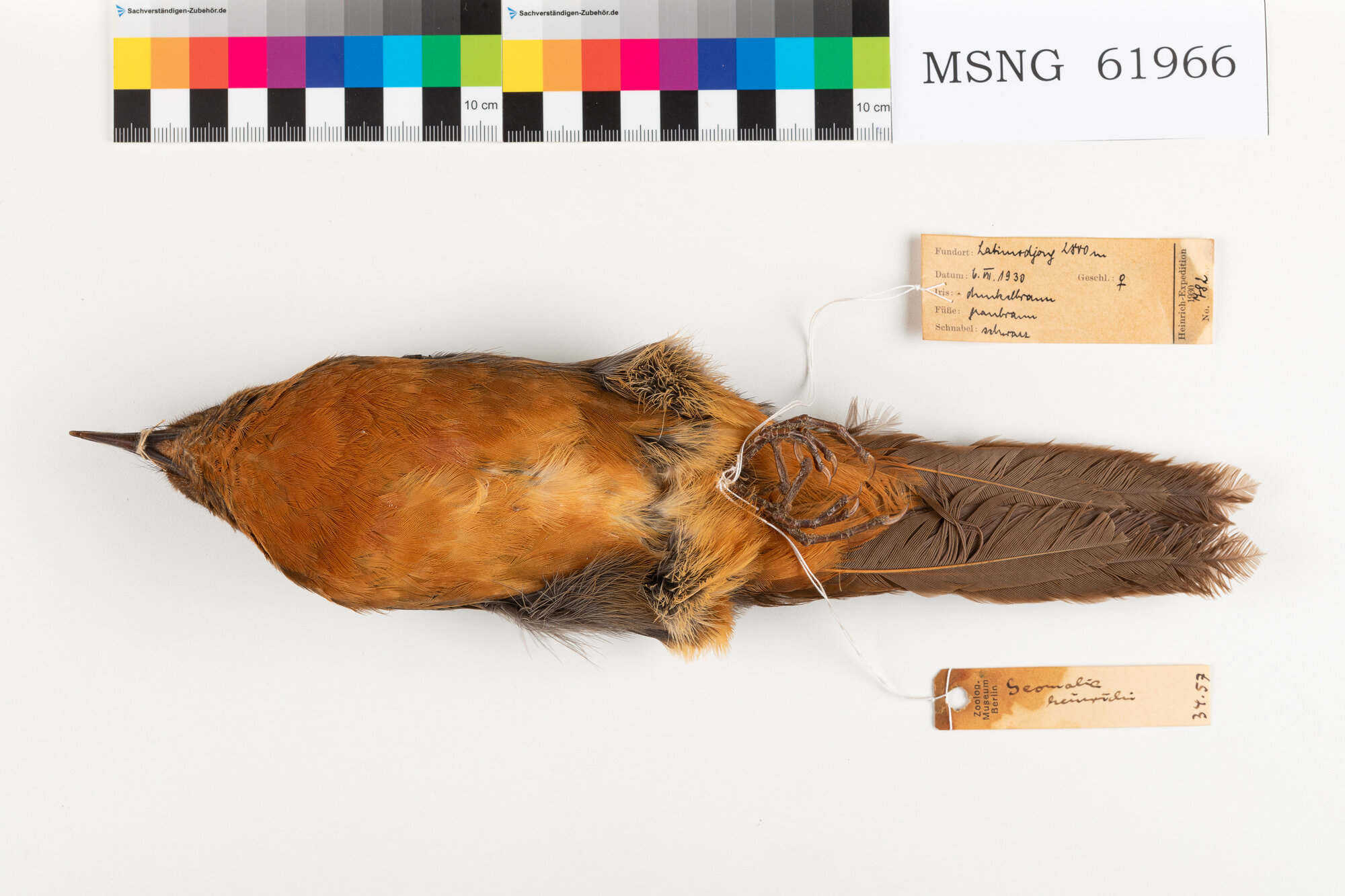 Tordo montano di Sulawesi (esemplare)