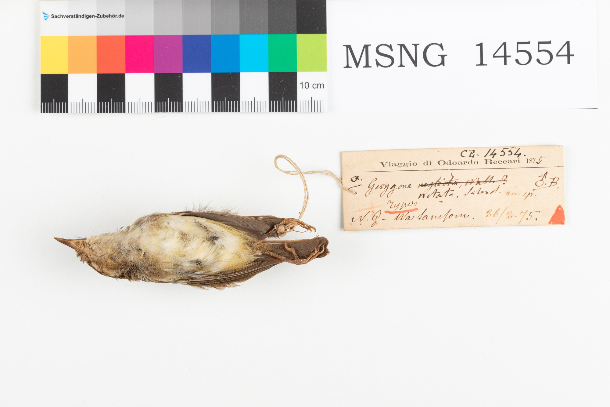 Gerigone ventregiallo (esemplare)