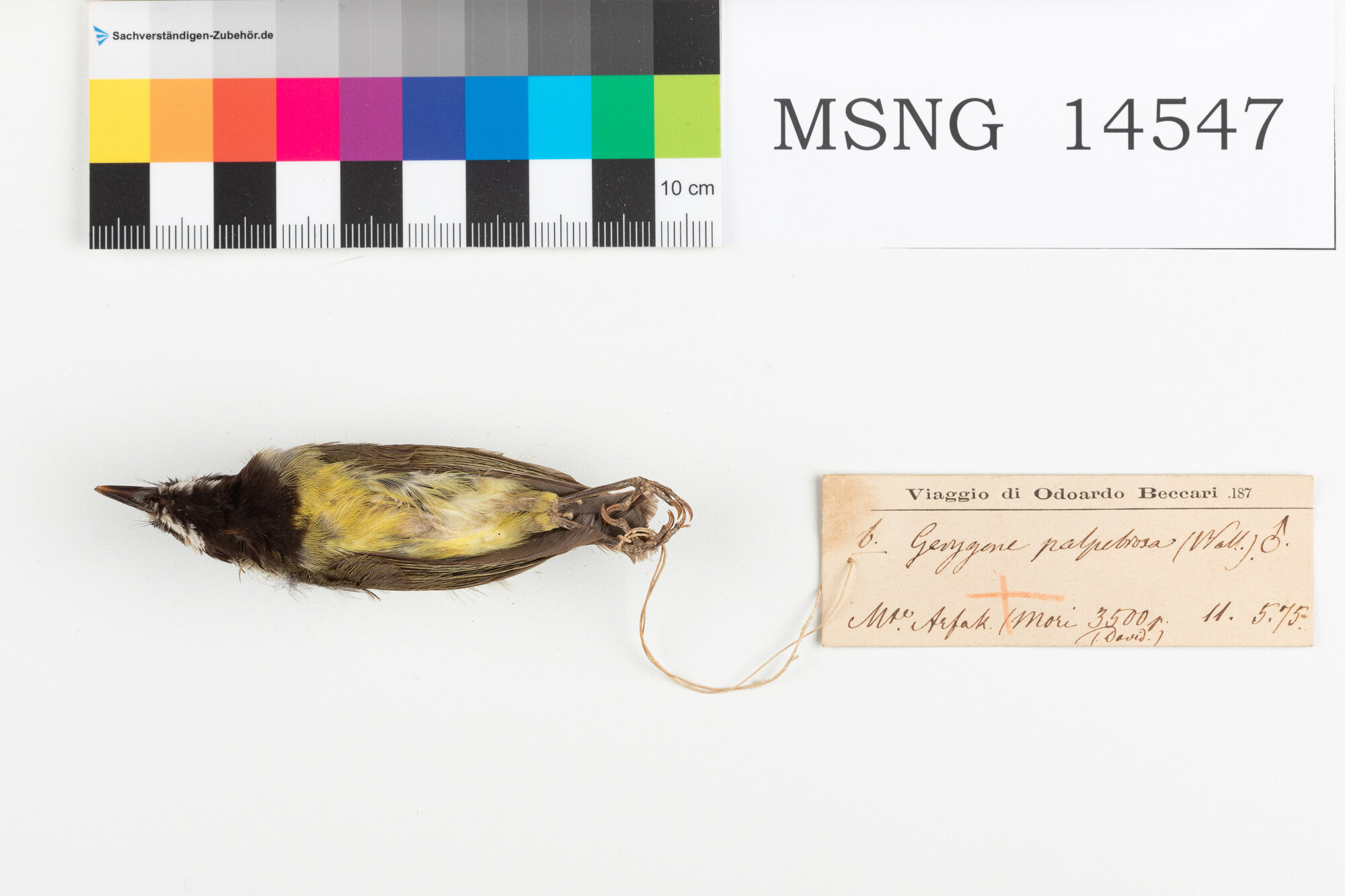 Gerigone testanera (esemplare)